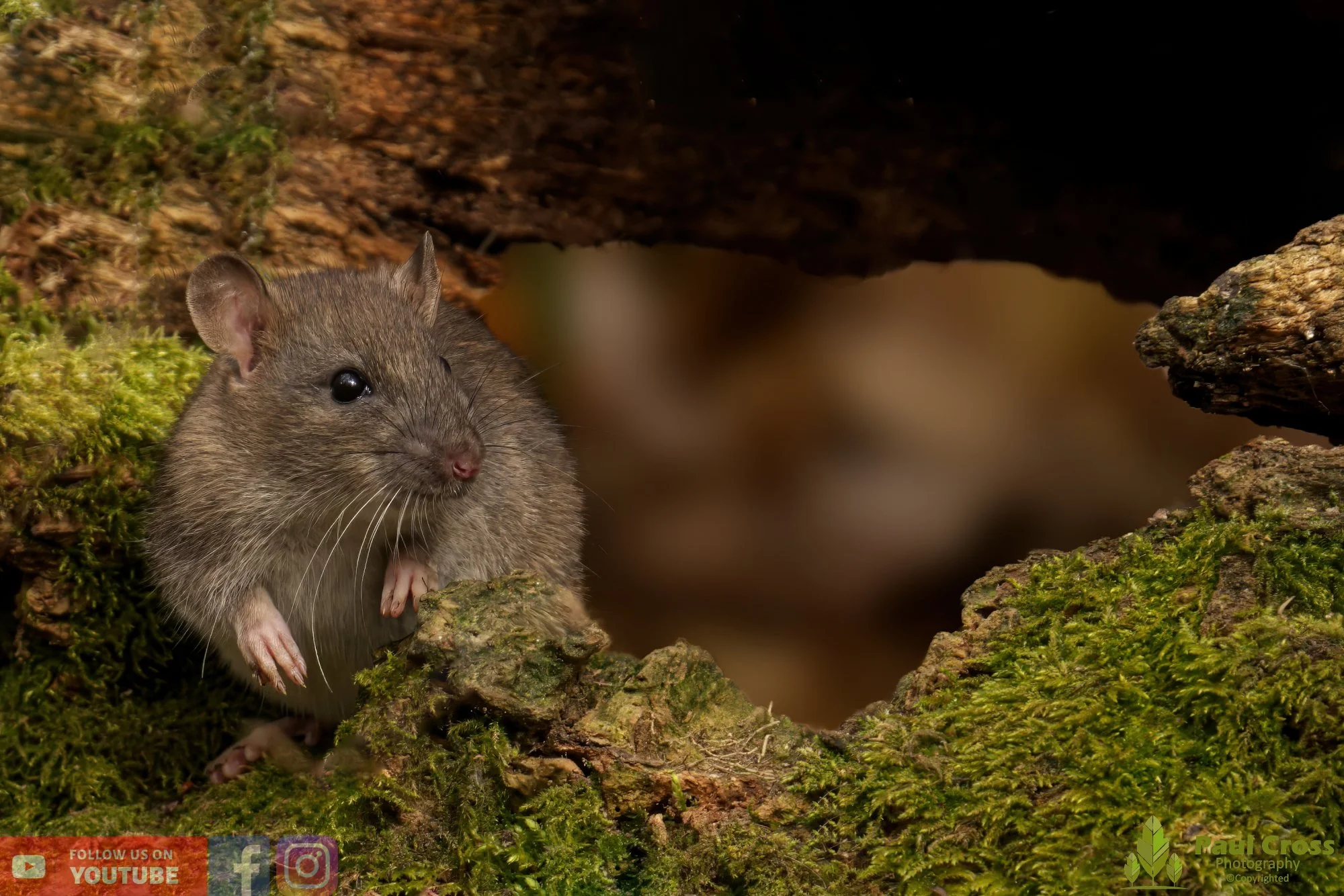 Brown Rat-00003.jpg