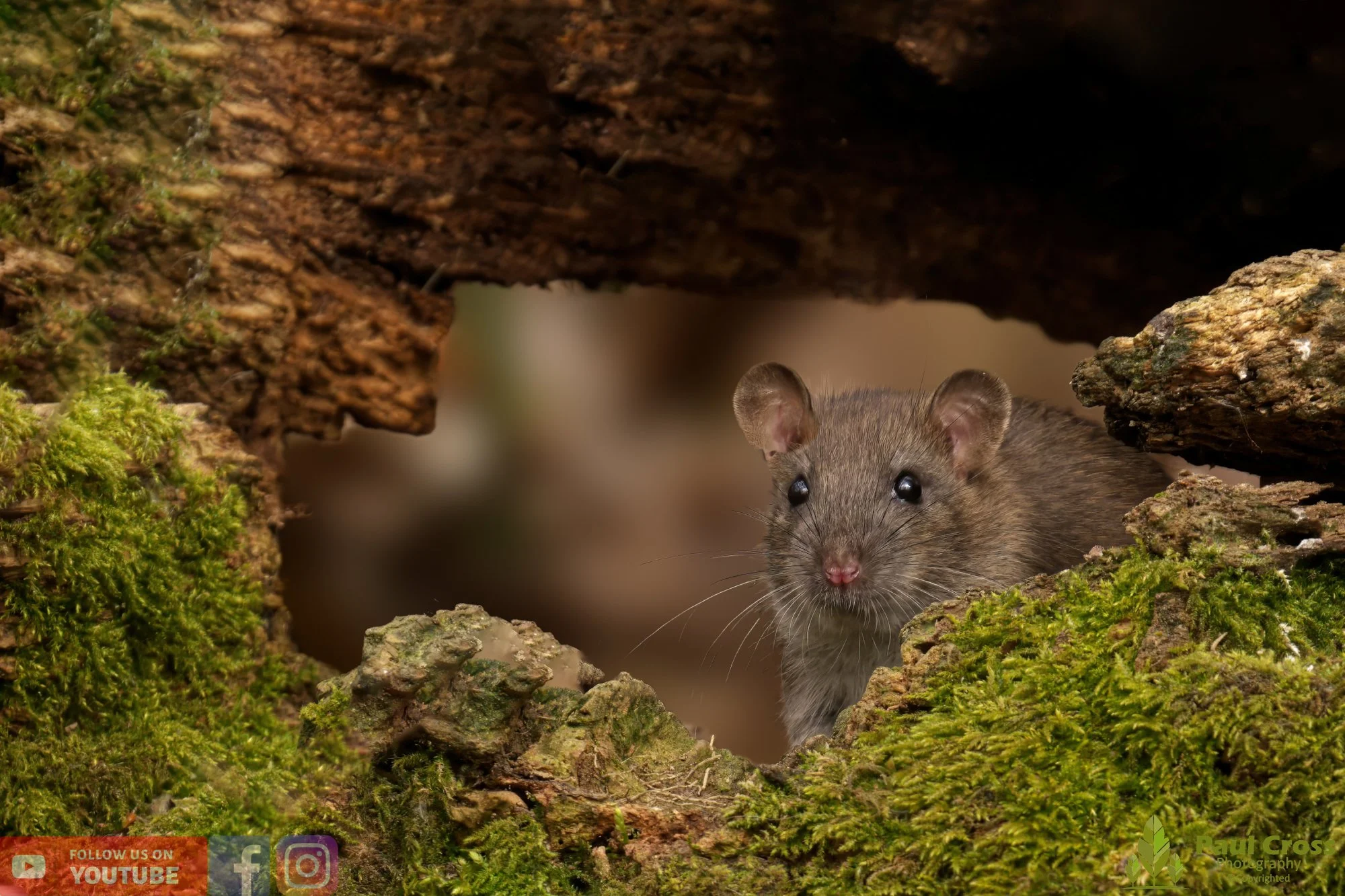 Brown Rat-00004.jpg