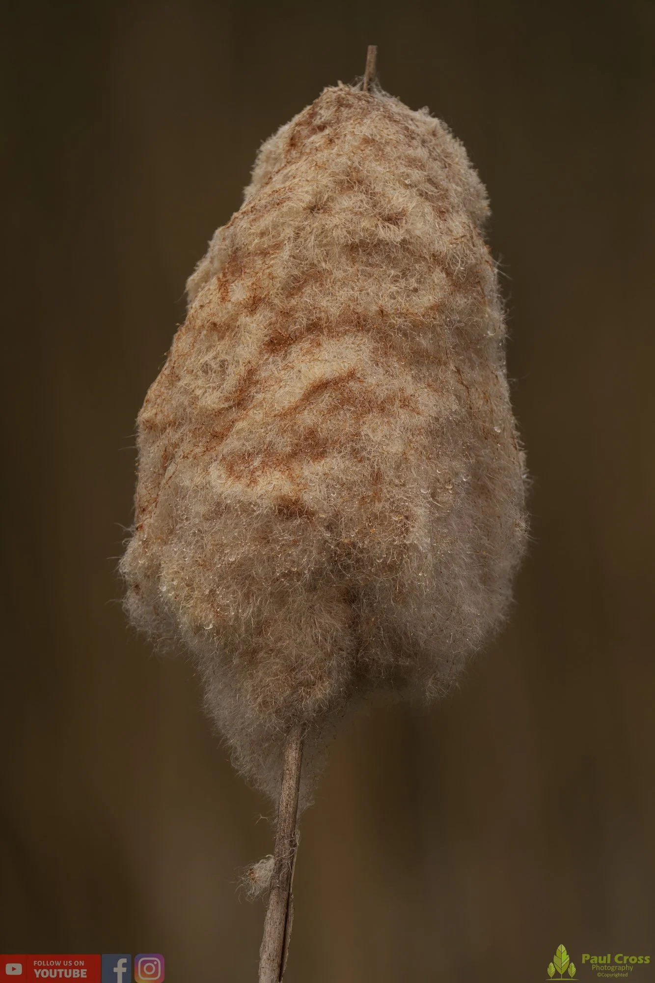 Bull Rush-00023.jpg