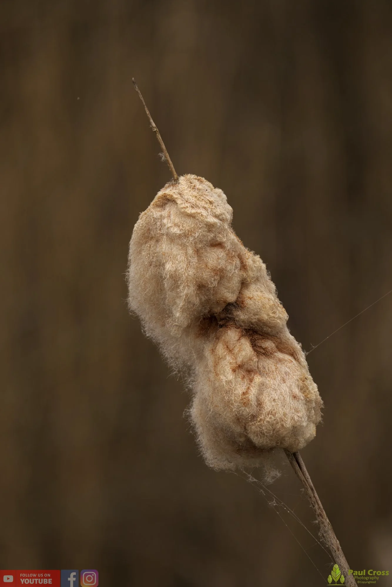 Bull Rush-00024.jpg