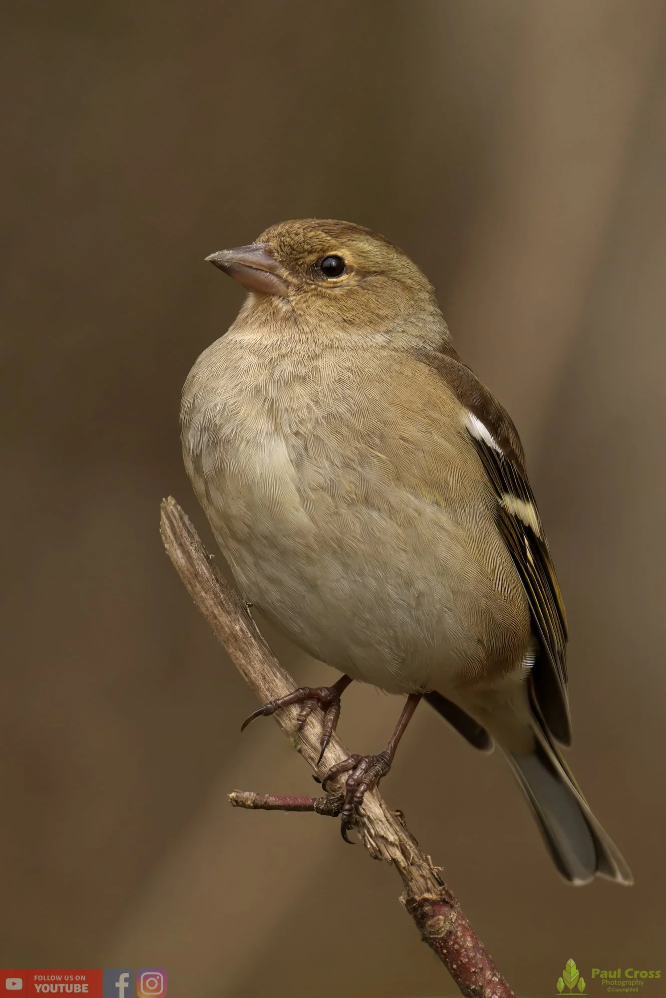 Chaffinch-00089.jpg