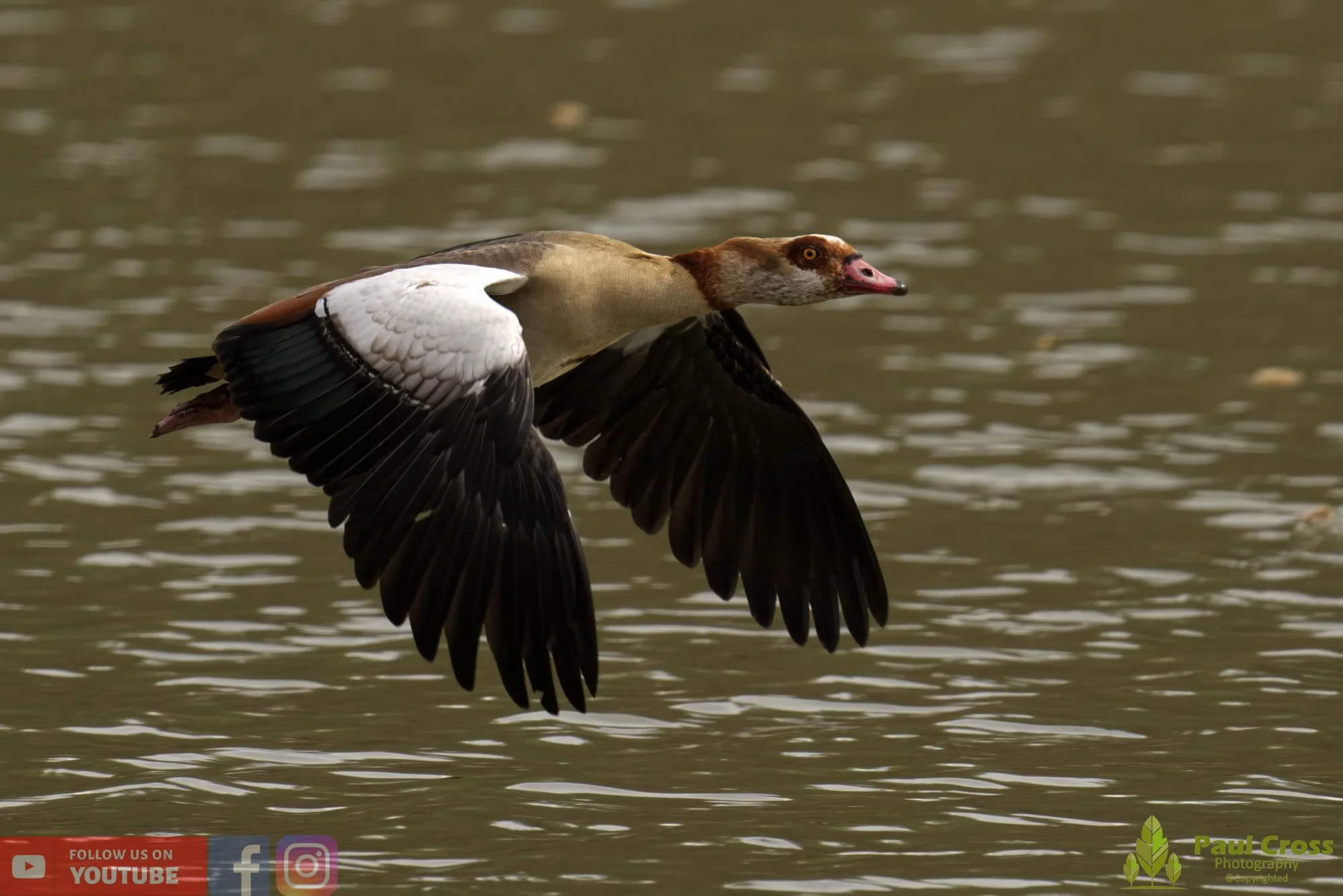 Egyptian Goose-00093.jpg