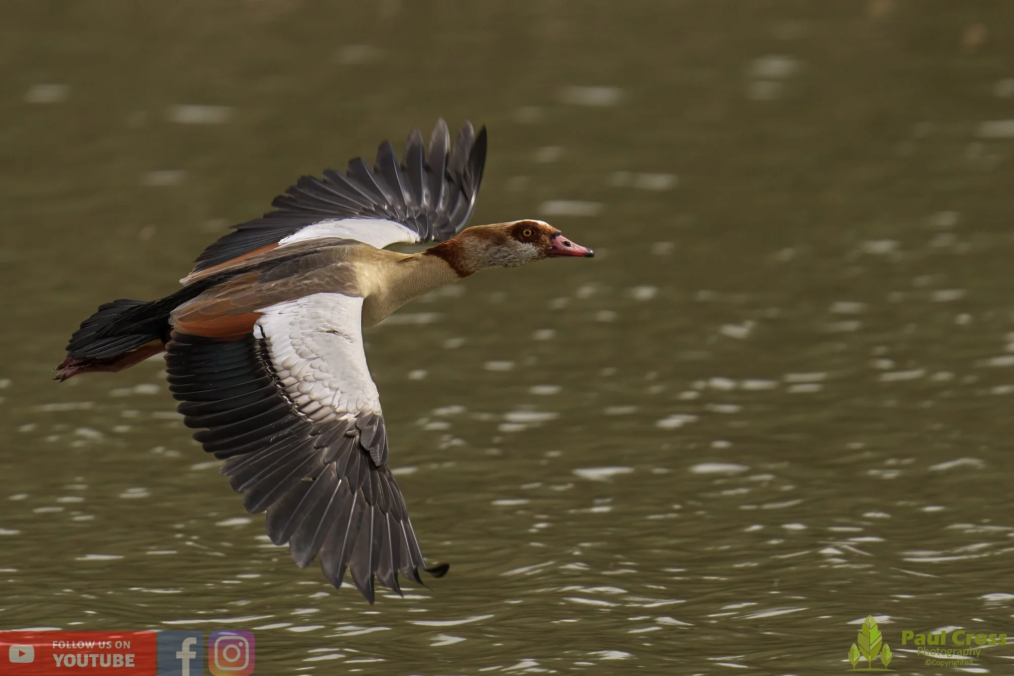 Egyptian Goose-00094.jpg