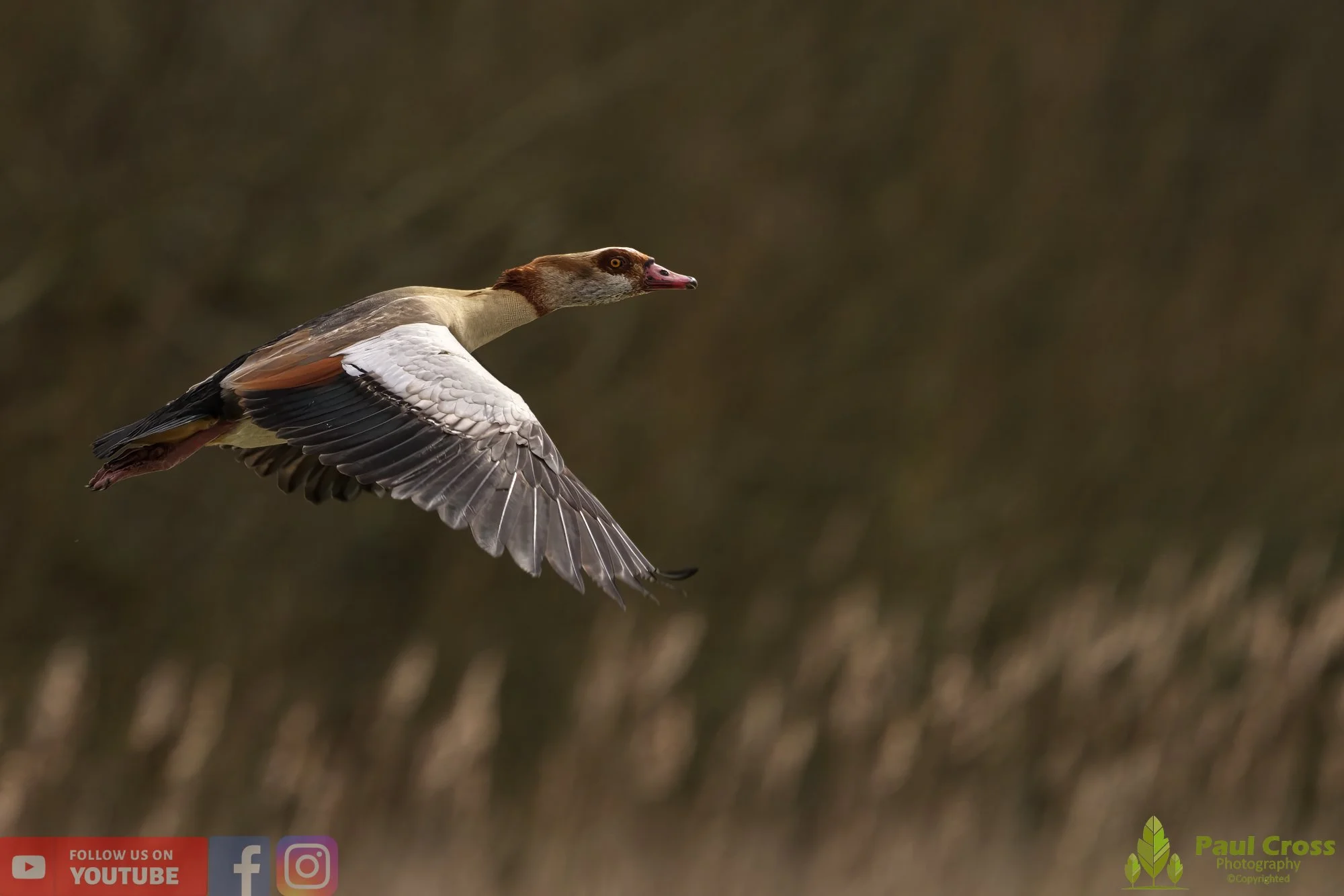 Egyptian Goose-00095.jpg