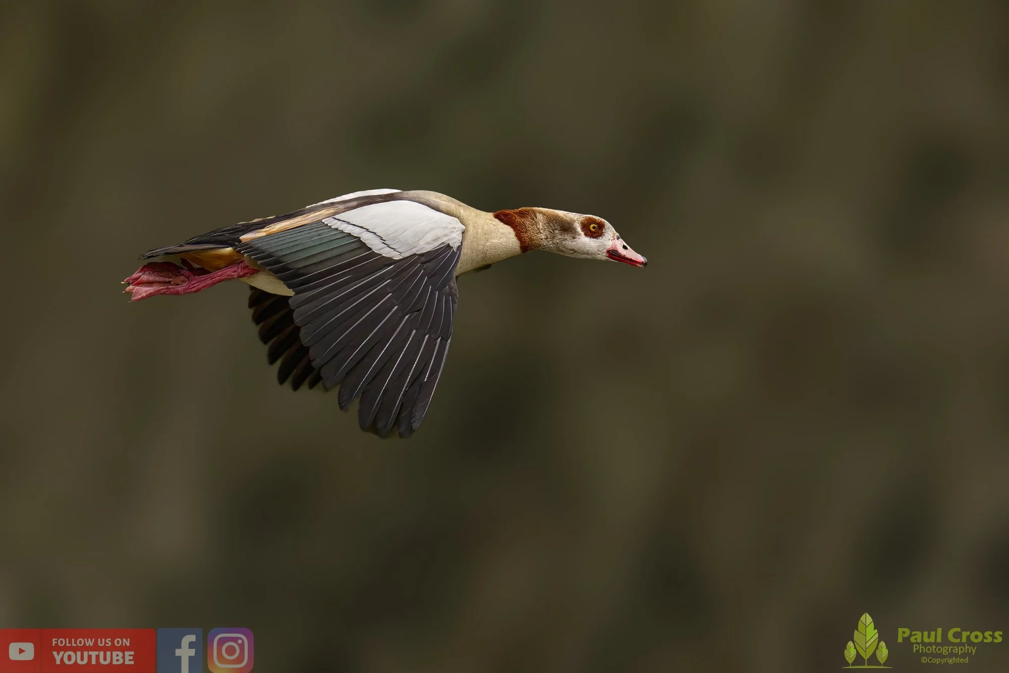 Egyptian Goose-00096.jpg