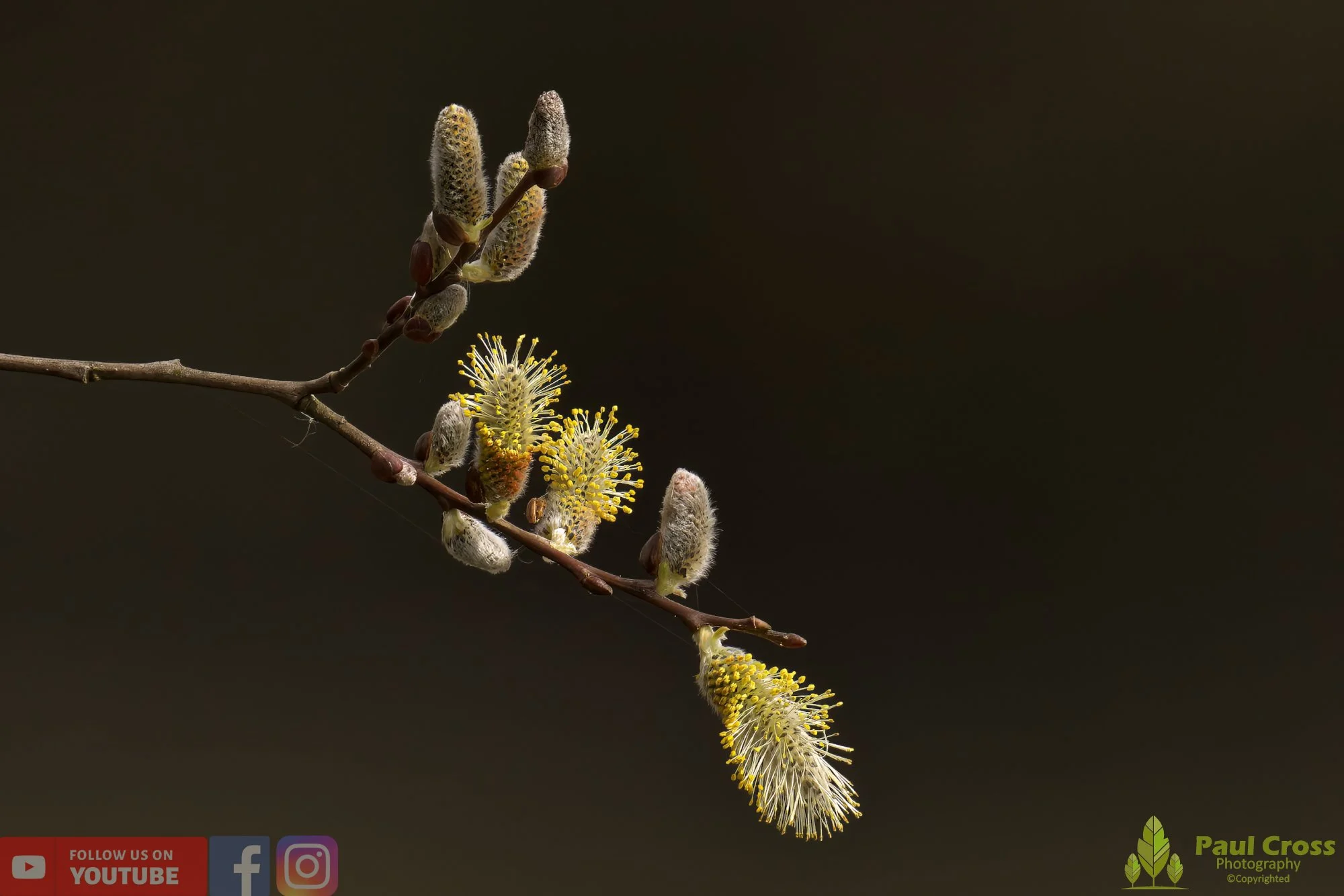 Goat Willow-00001.jpg