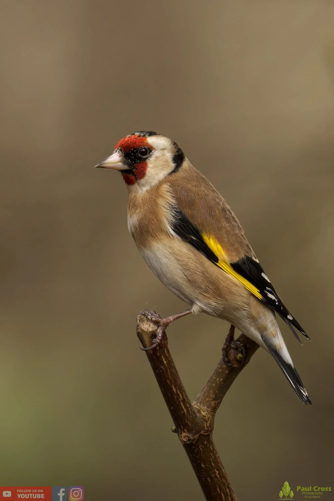 Goldfinch-00209.jpg