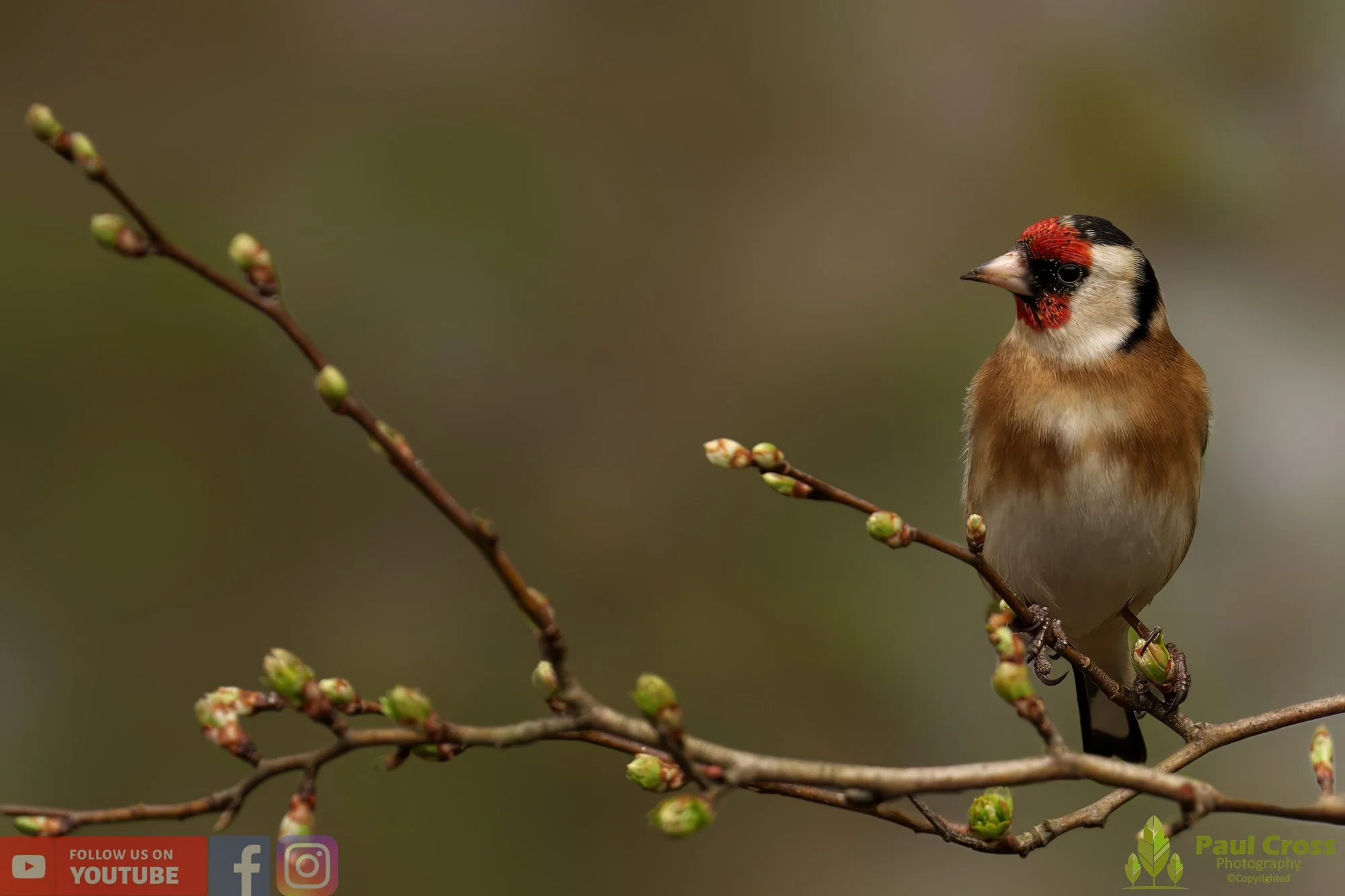 Goldfinch-00211.jpg