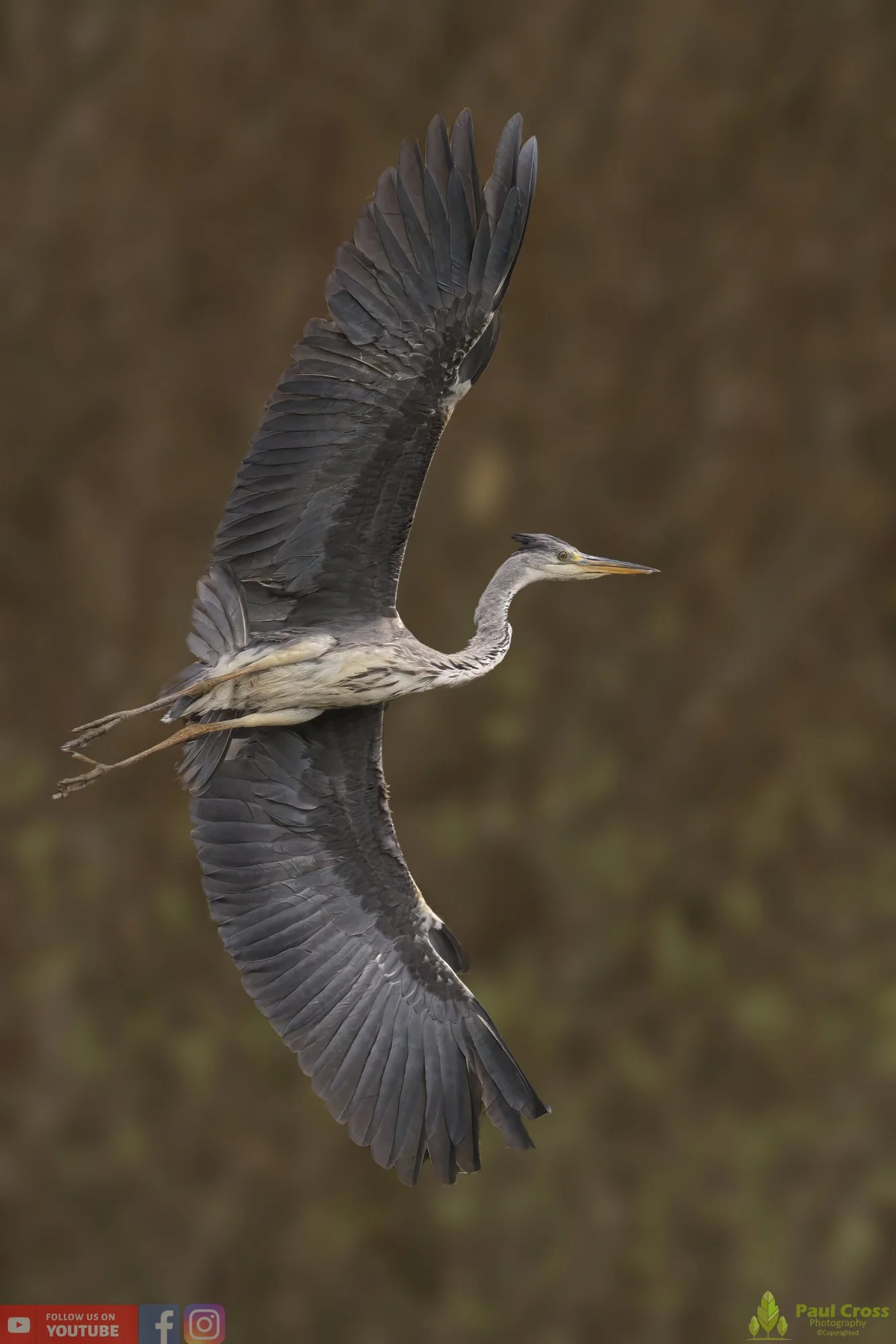 Grey Heron-00545.jpg