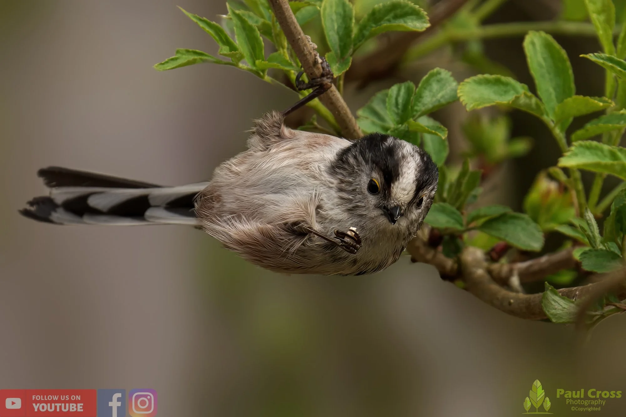 Long Tailed Tit-00305.jpg