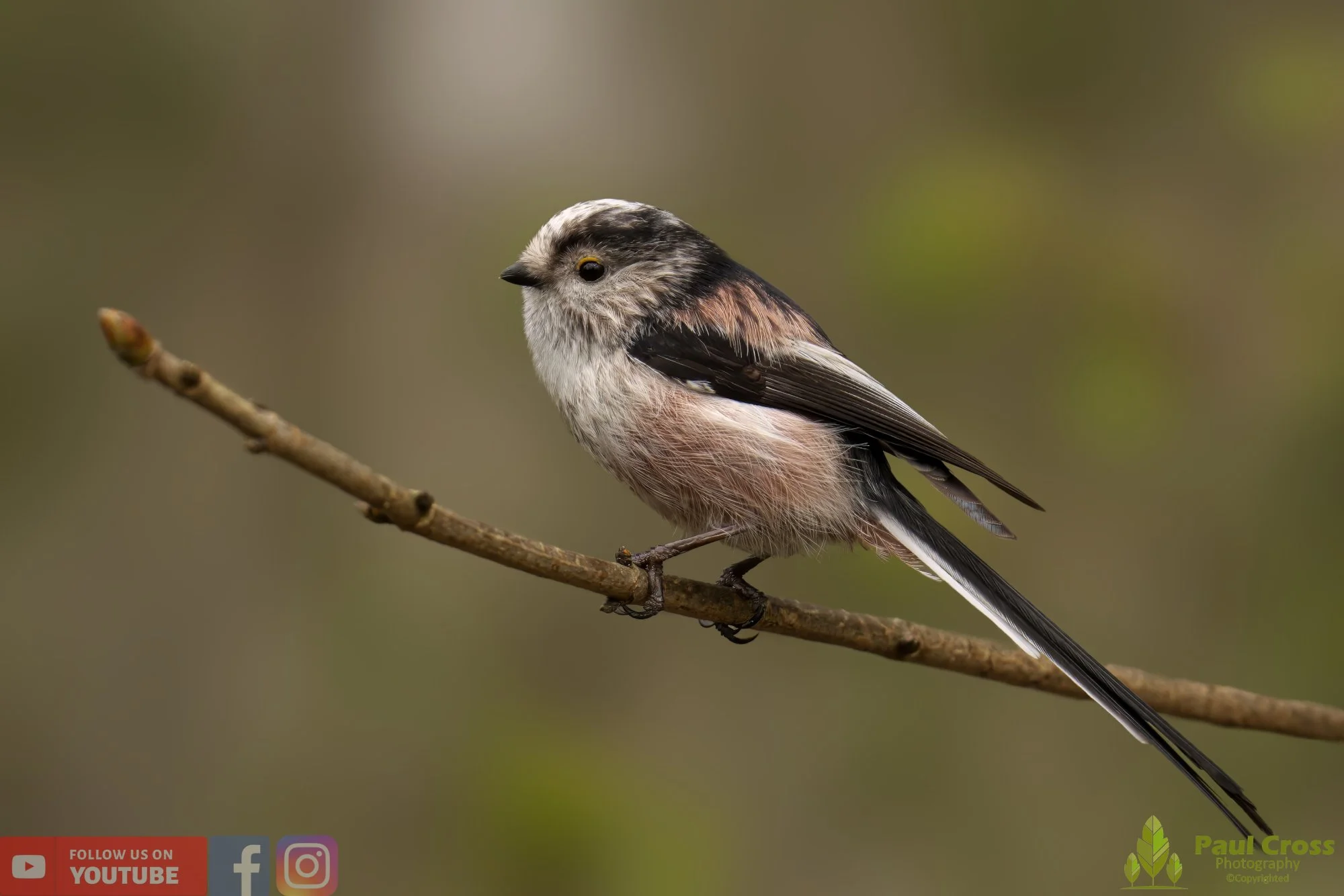 Long Tailed Tit-00306.jpg