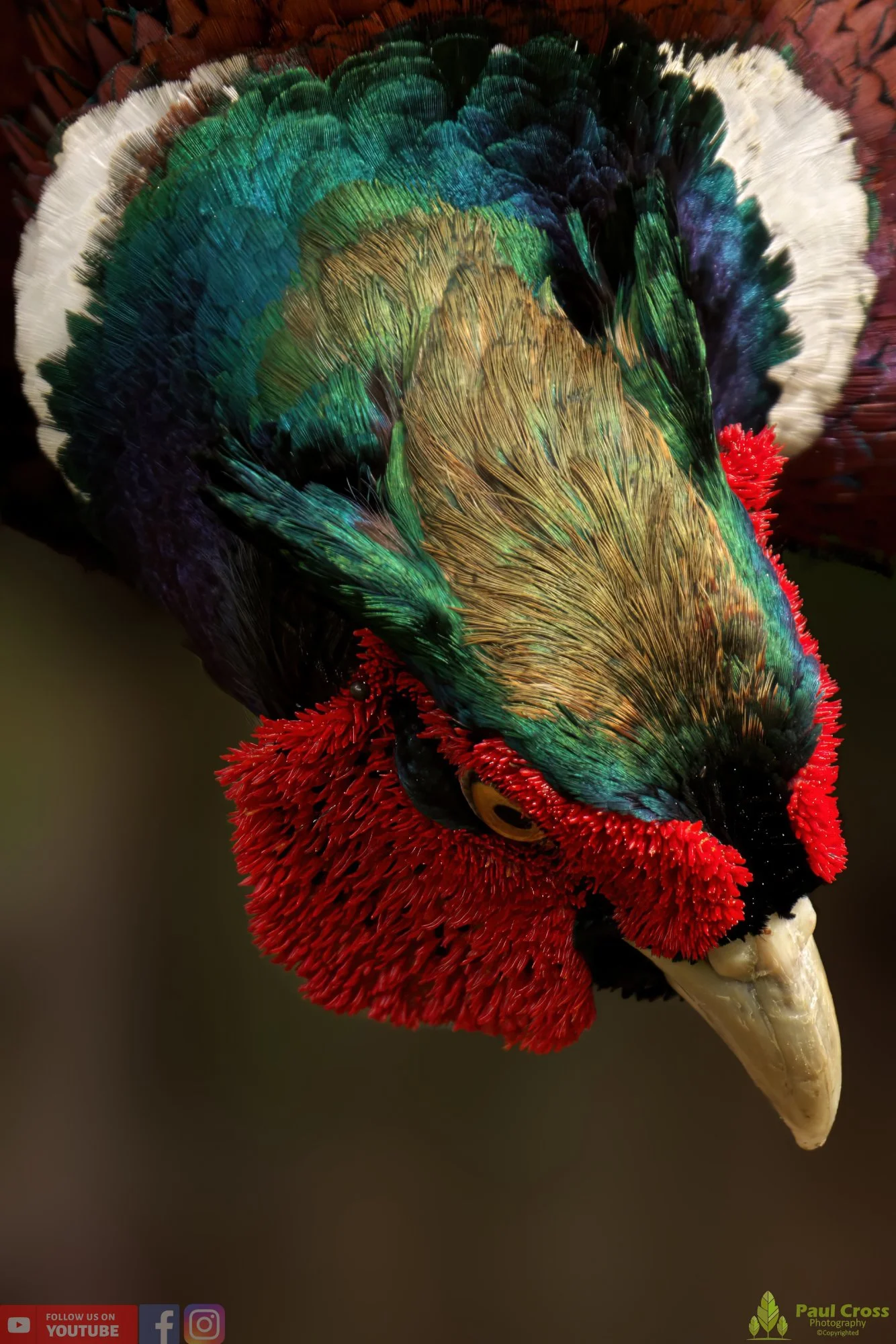 Pheasant-00126.jpg