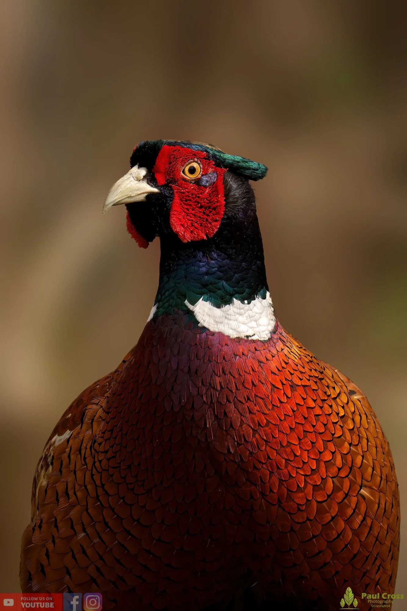 Pheasant-00127.jpg