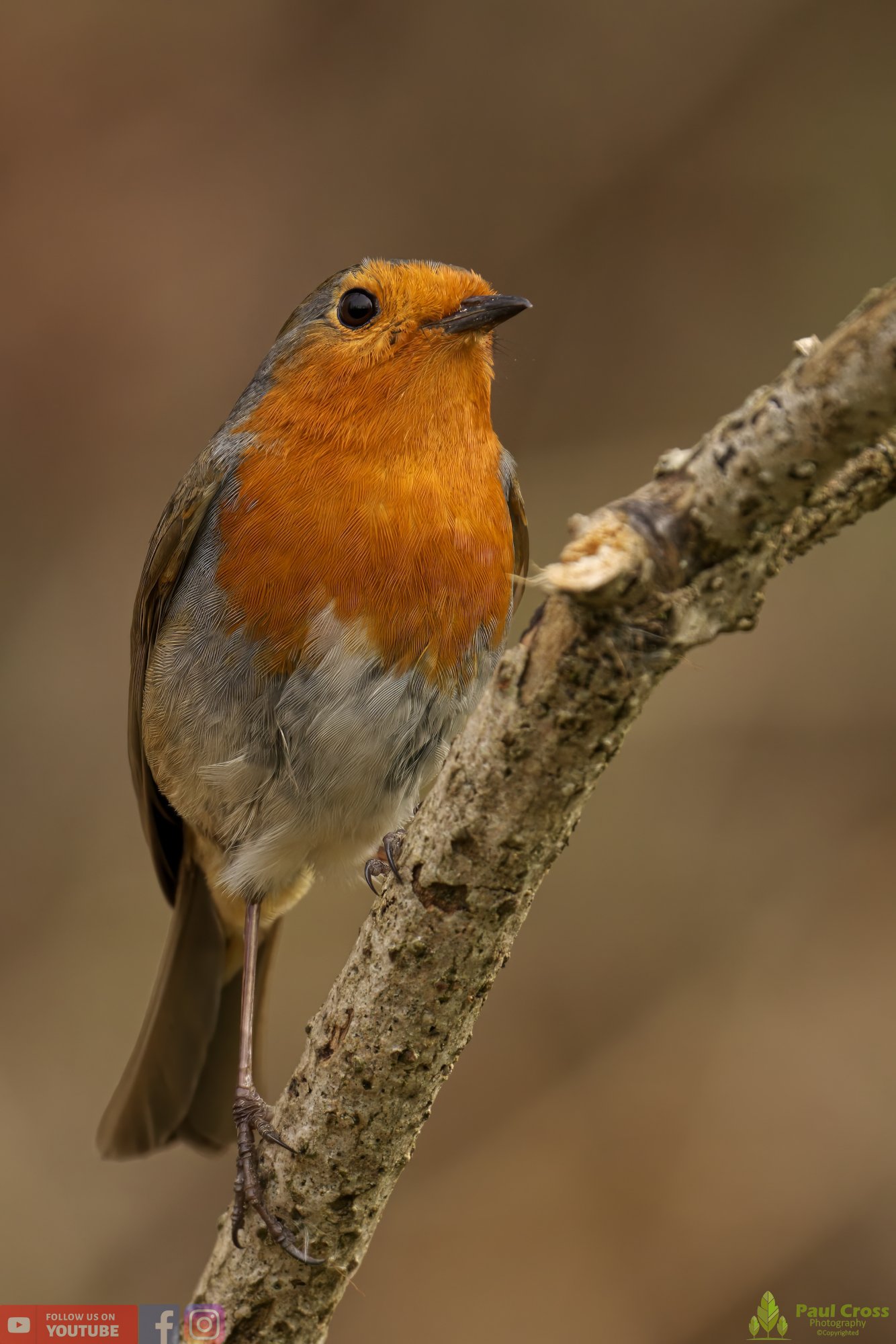 Robin-00273.jpg