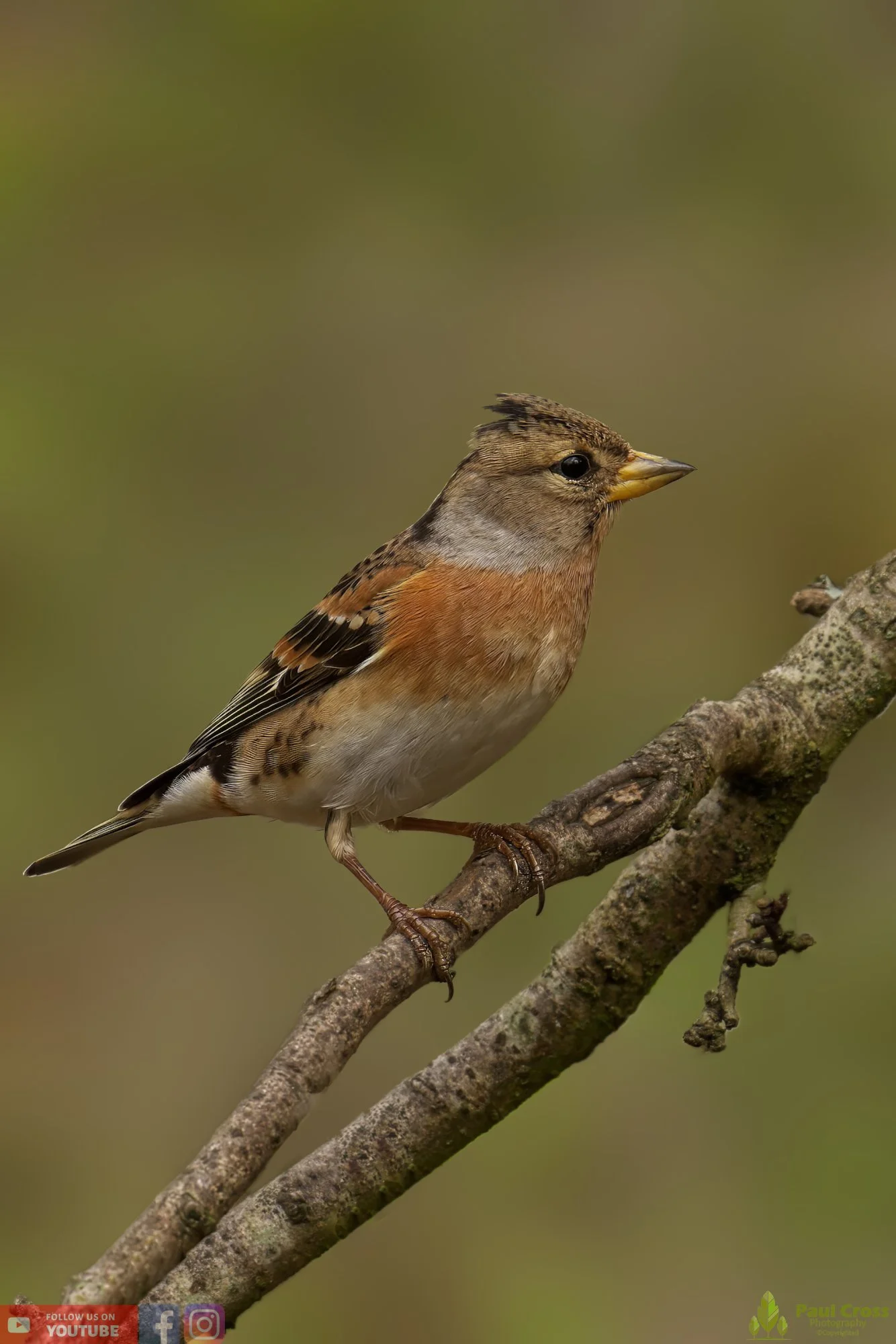 Brambling-00015.jpg