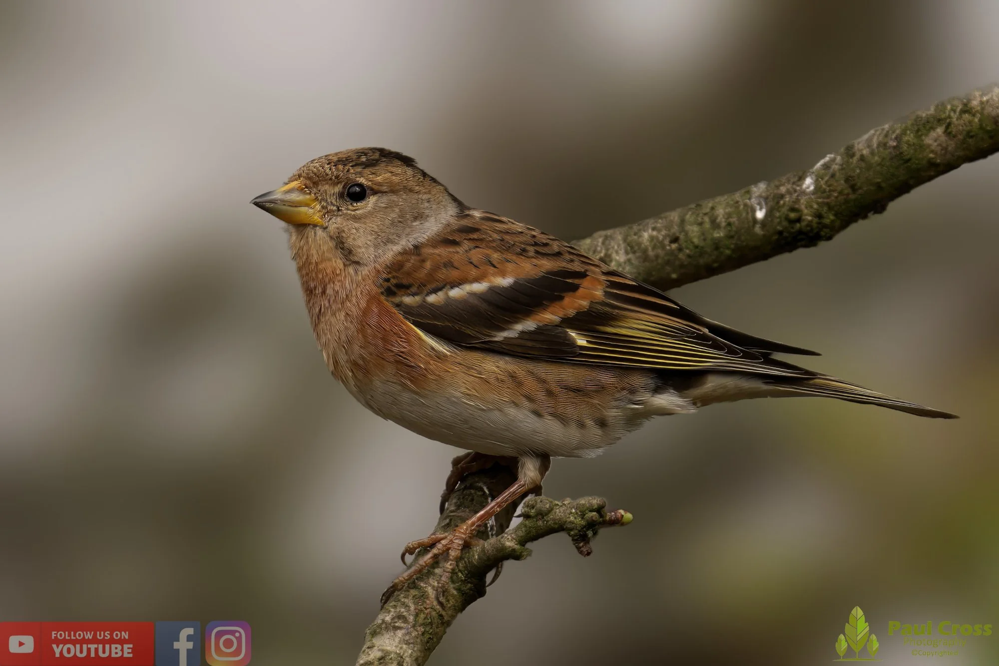Brambling-00016.jpg