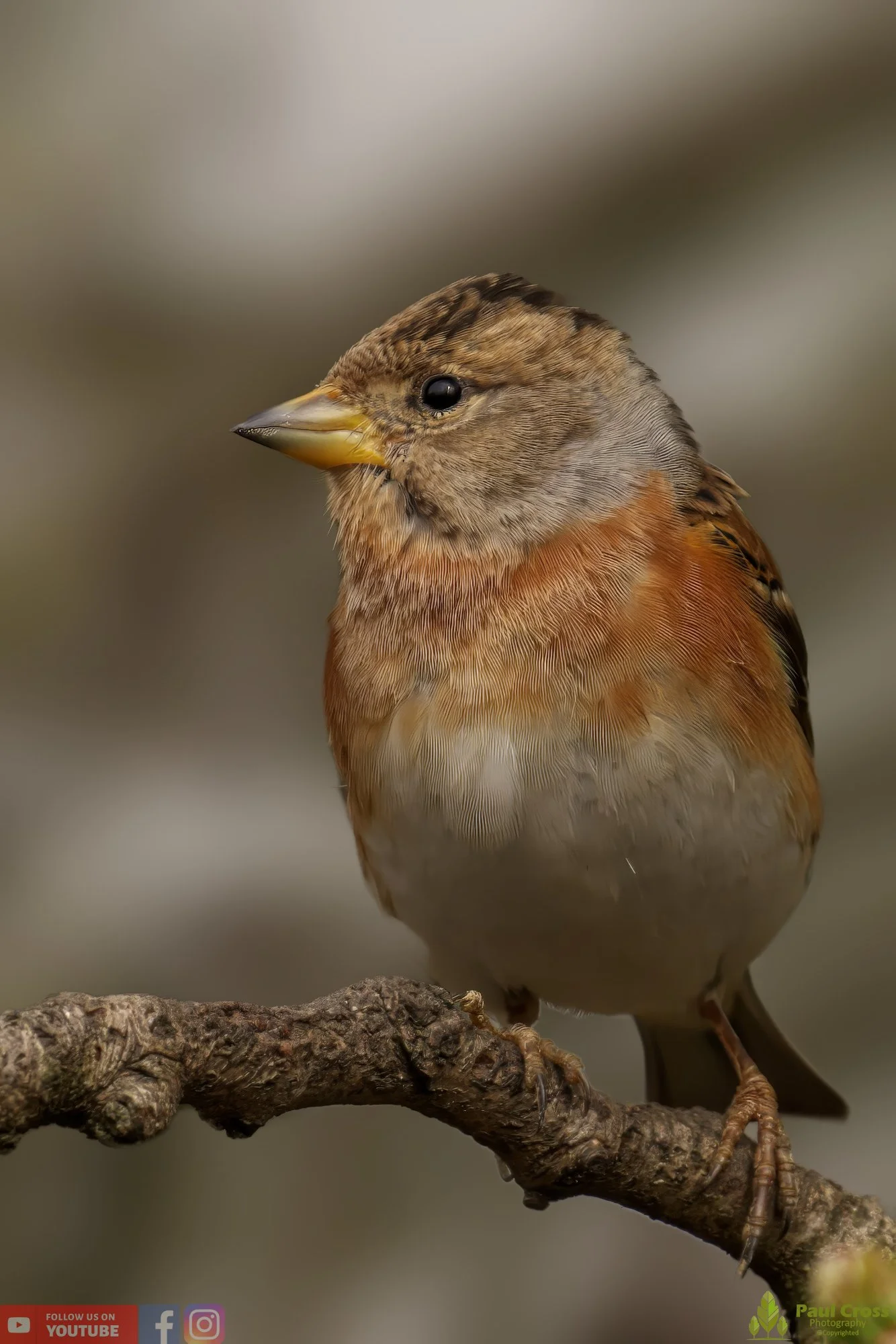 Brambling-00017.jpg