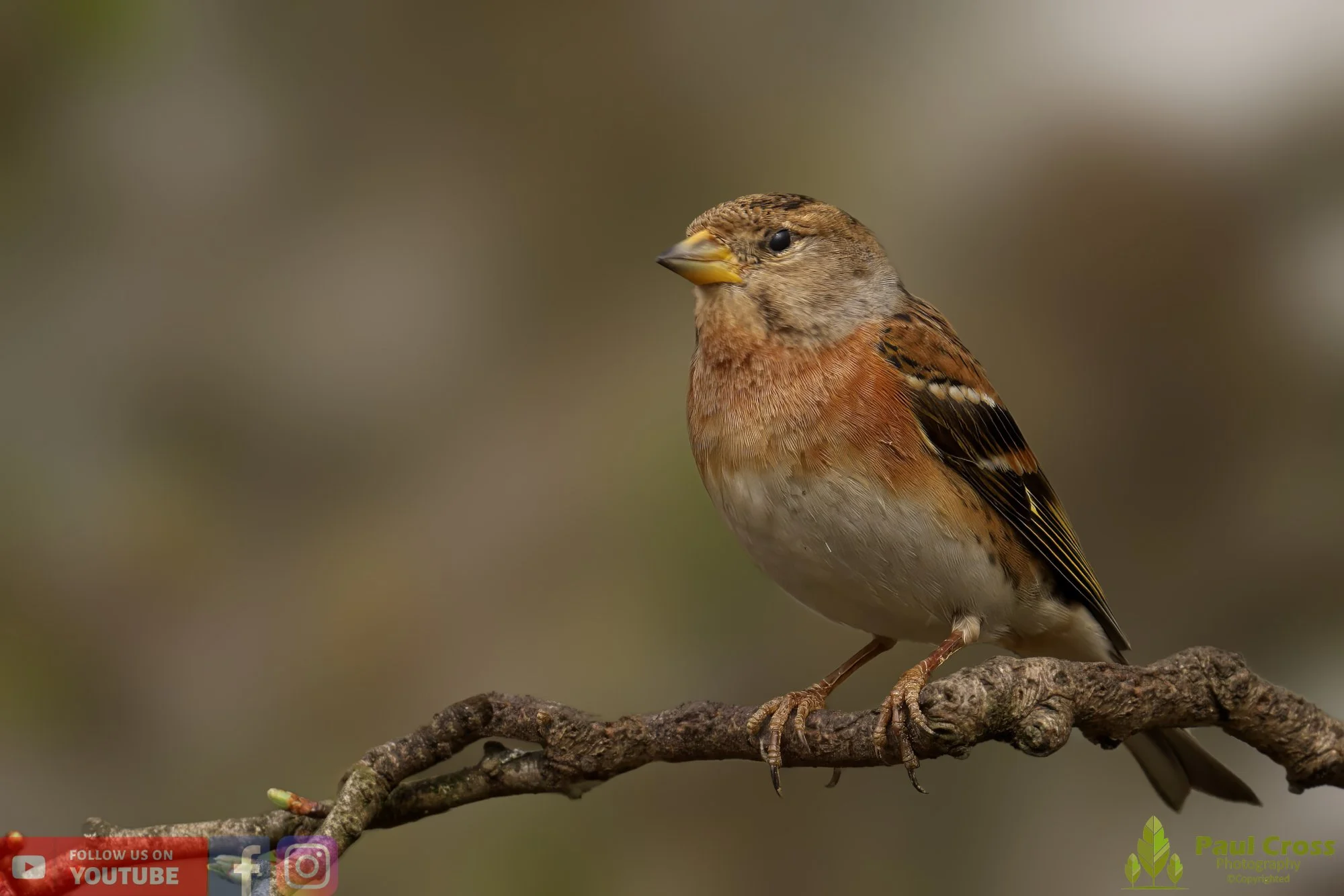 Brambling-00019.jpg