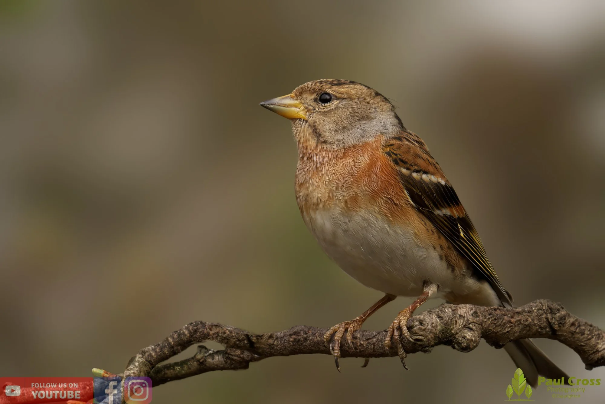 Brambling-00020.jpg