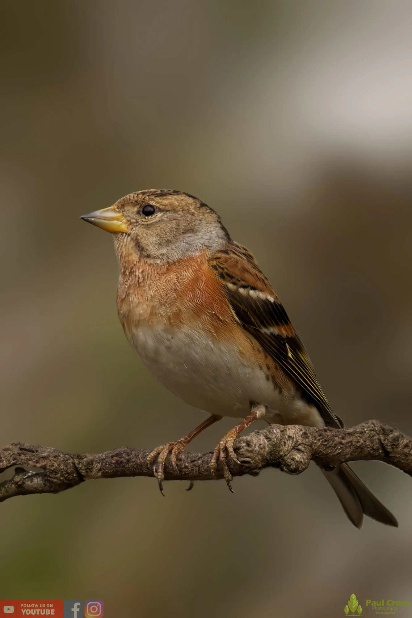 Brambling-00021.jpg