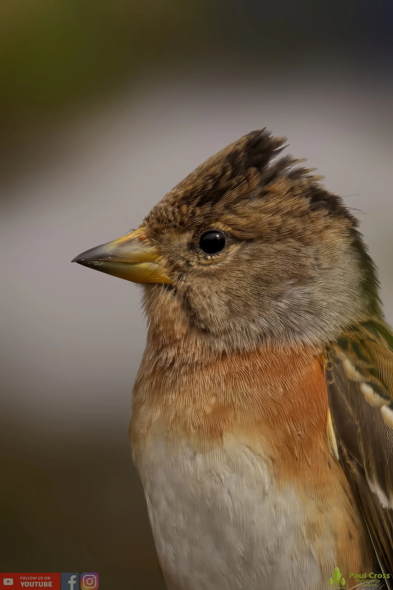 Brambling-00022.jpg