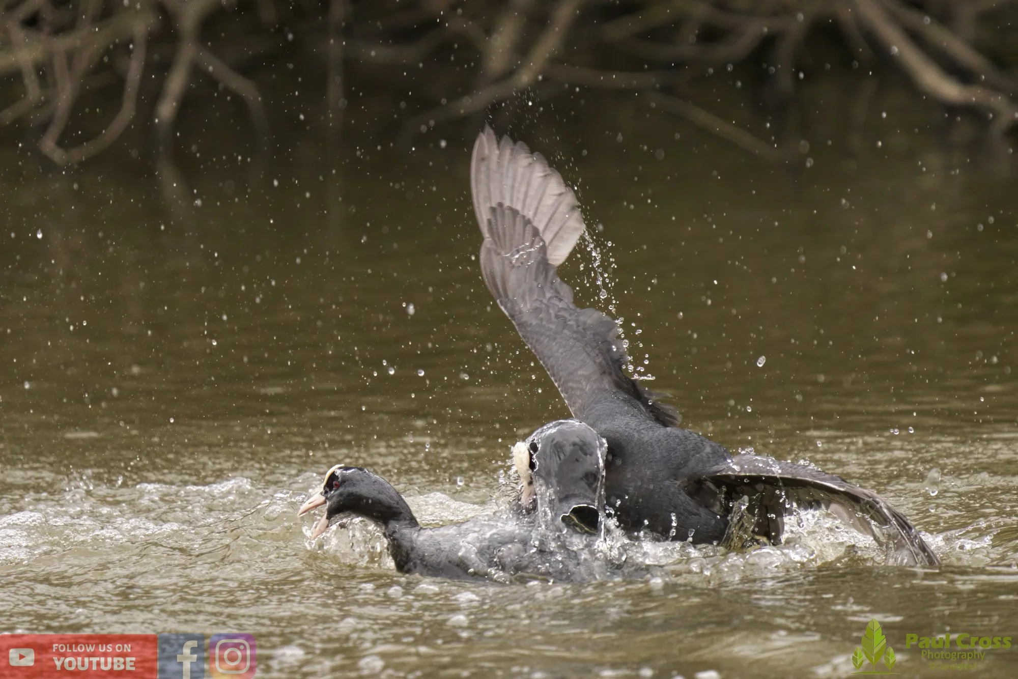 Coot-00356.jpg