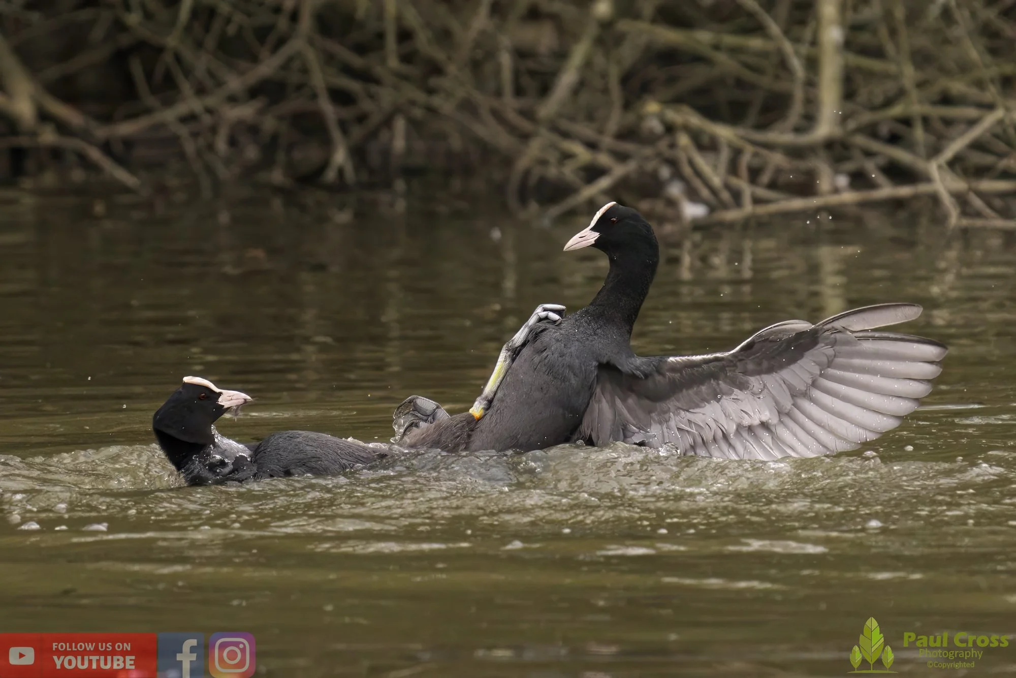 Coot-00357.jpg