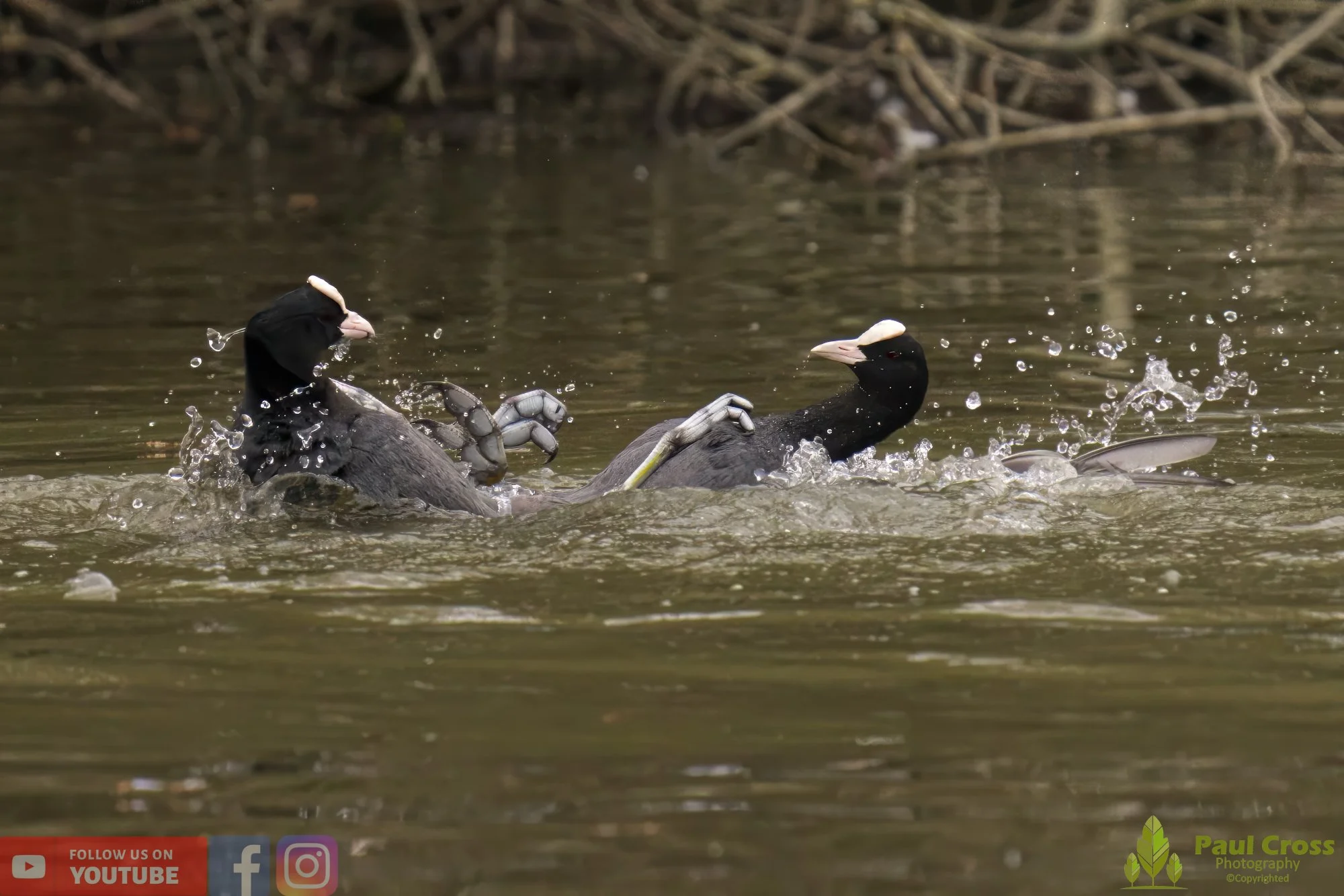 Coot-00358.jpg