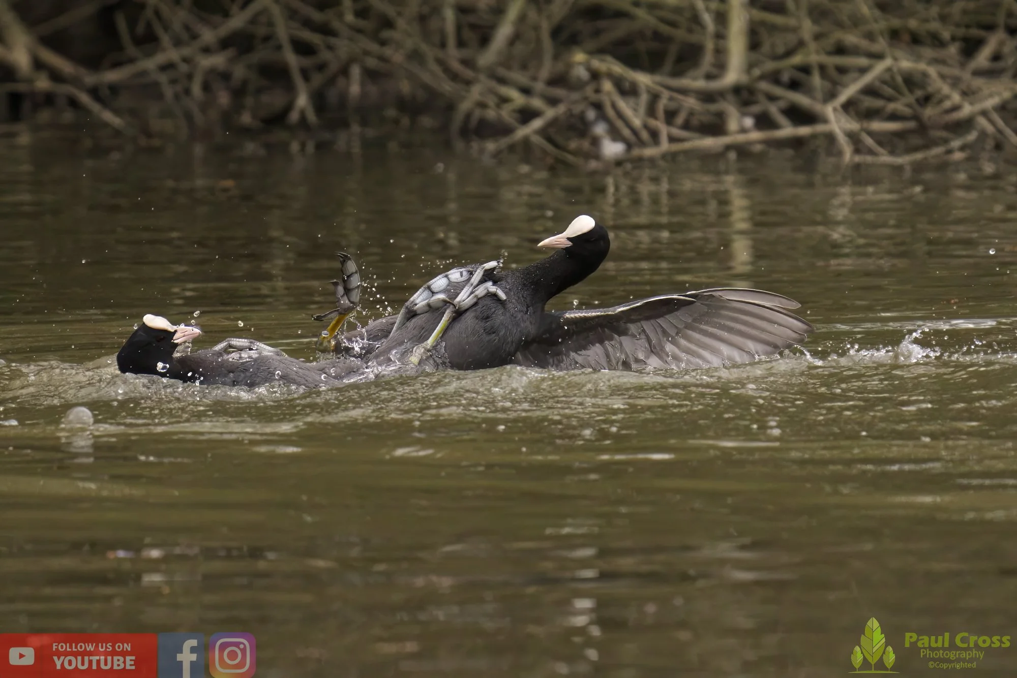 Coot-00359.jpg