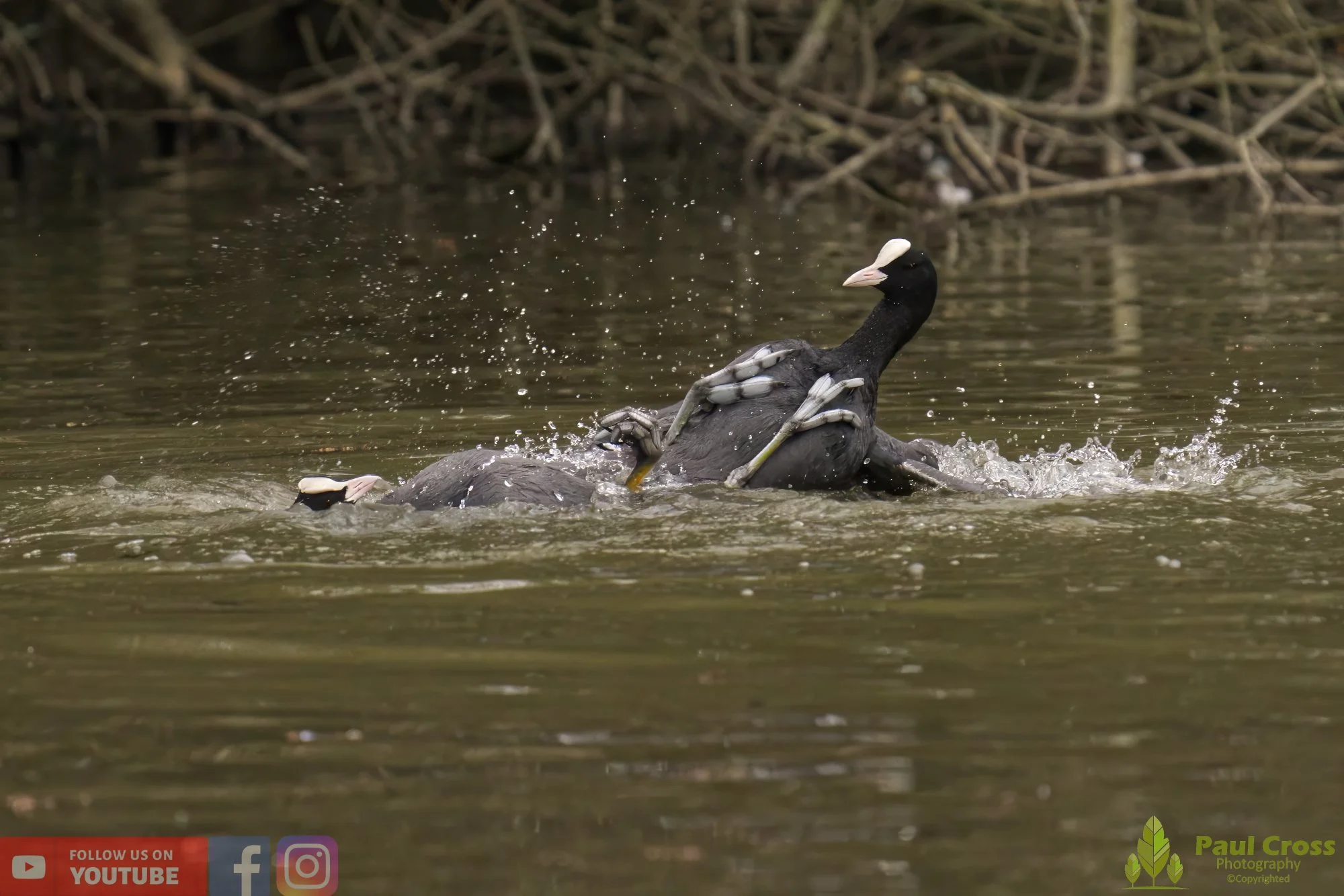 Coot-00360.jpg