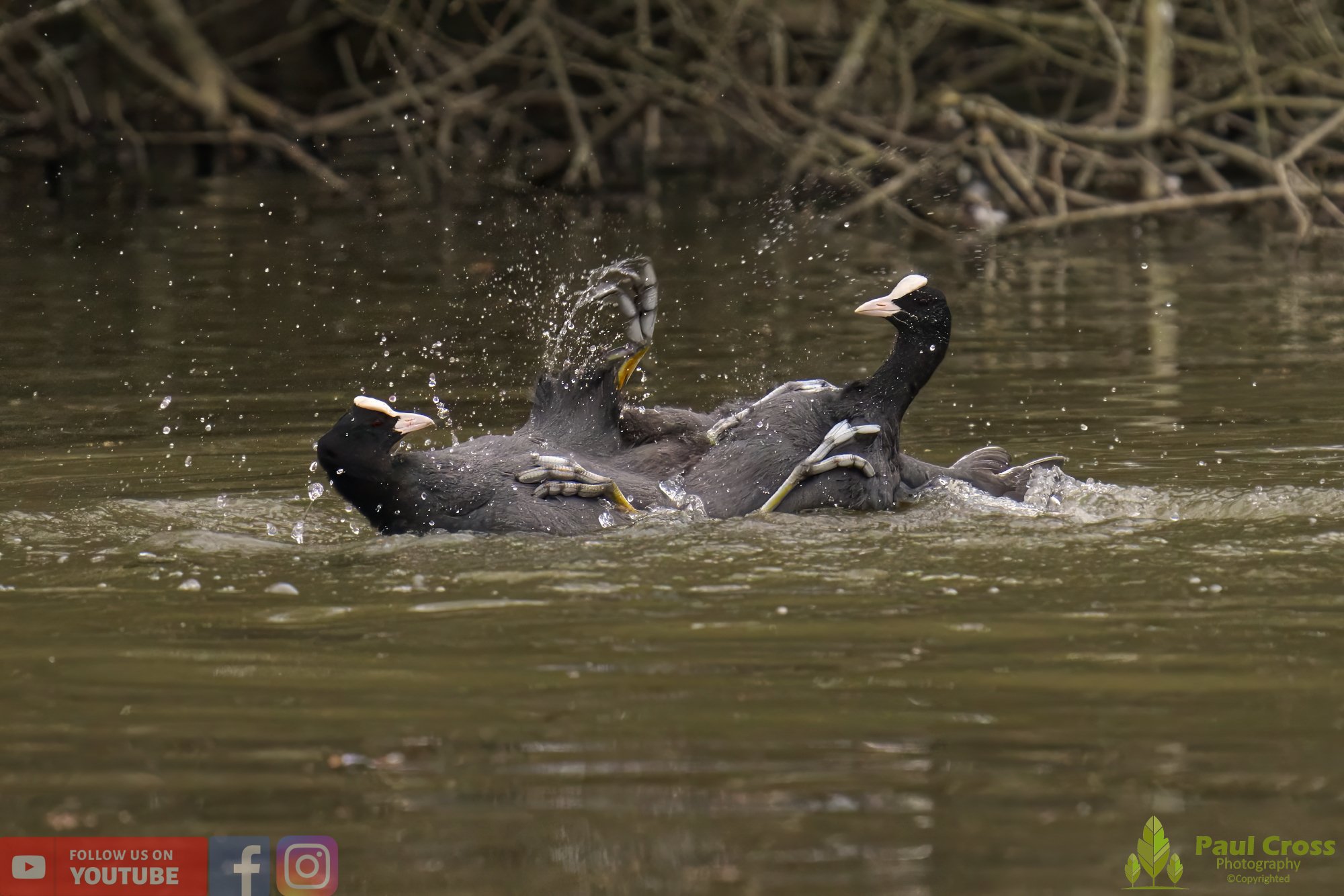 Coot-00361.jpg