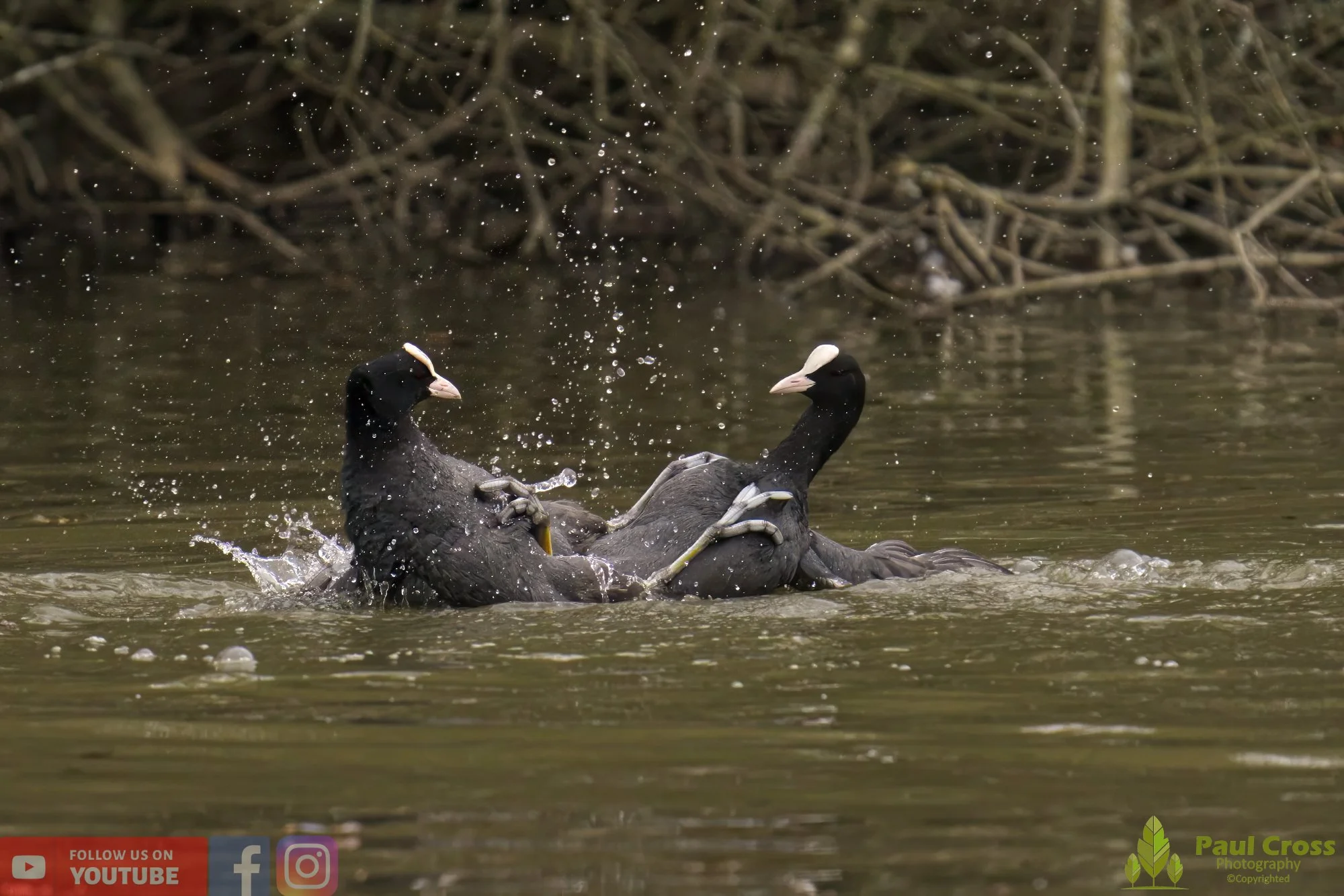 Coot-00362.jpg