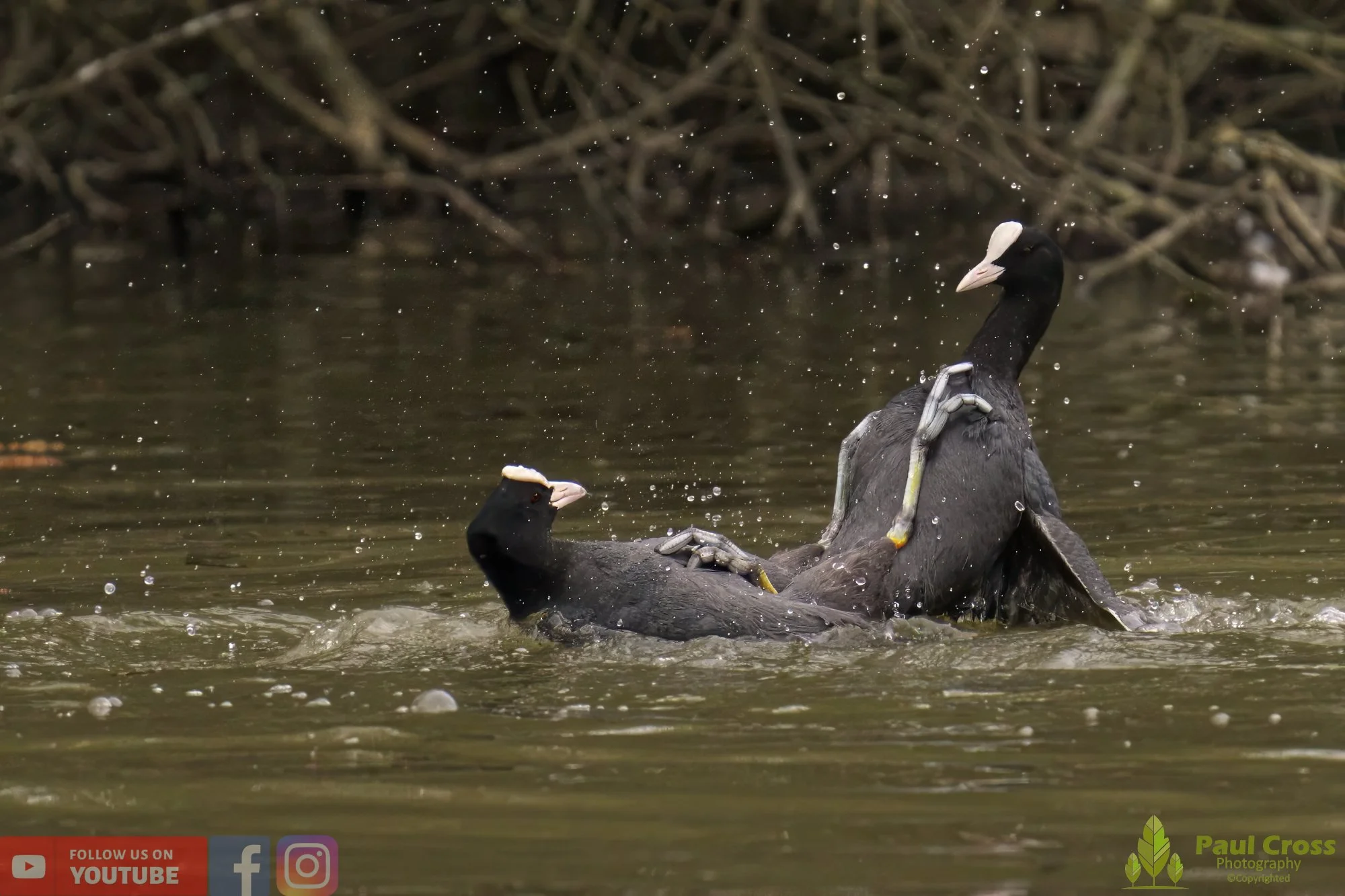 Coot-00363.jpg