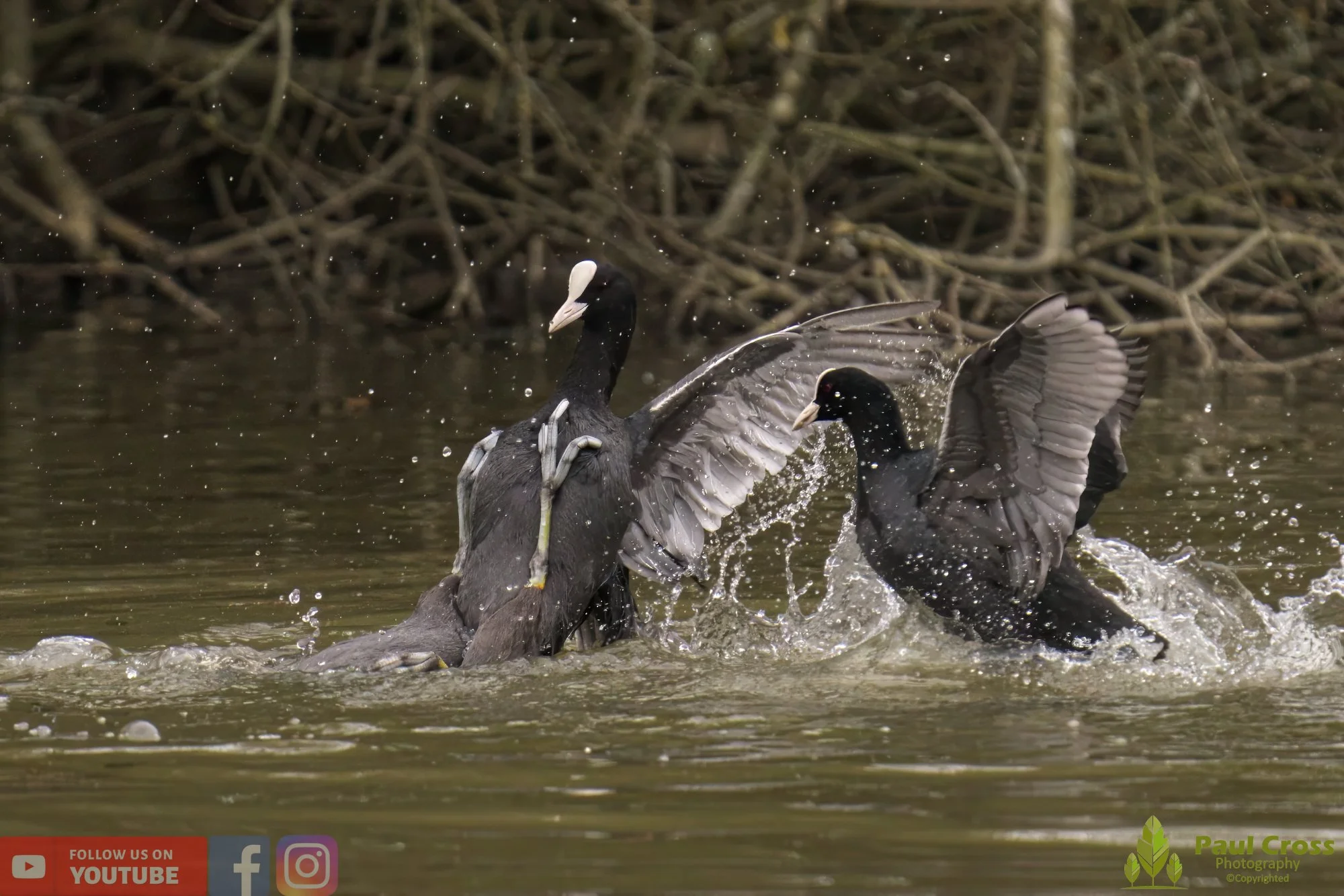 Coot-00364.jpg