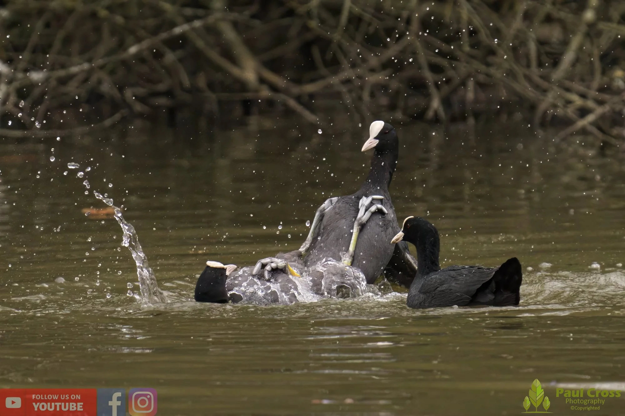 Coot-00365.jpg