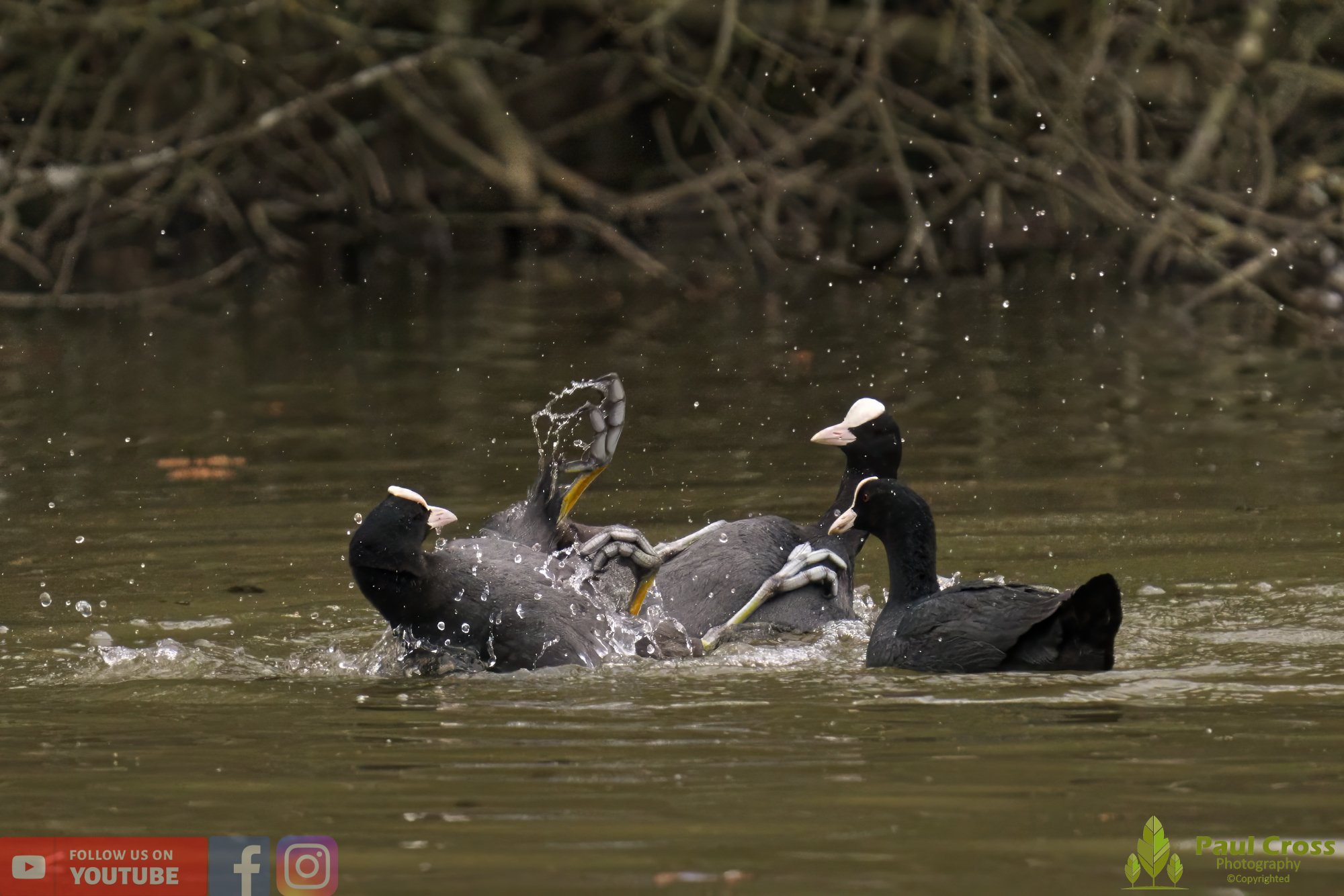 Coot-00366.jpg