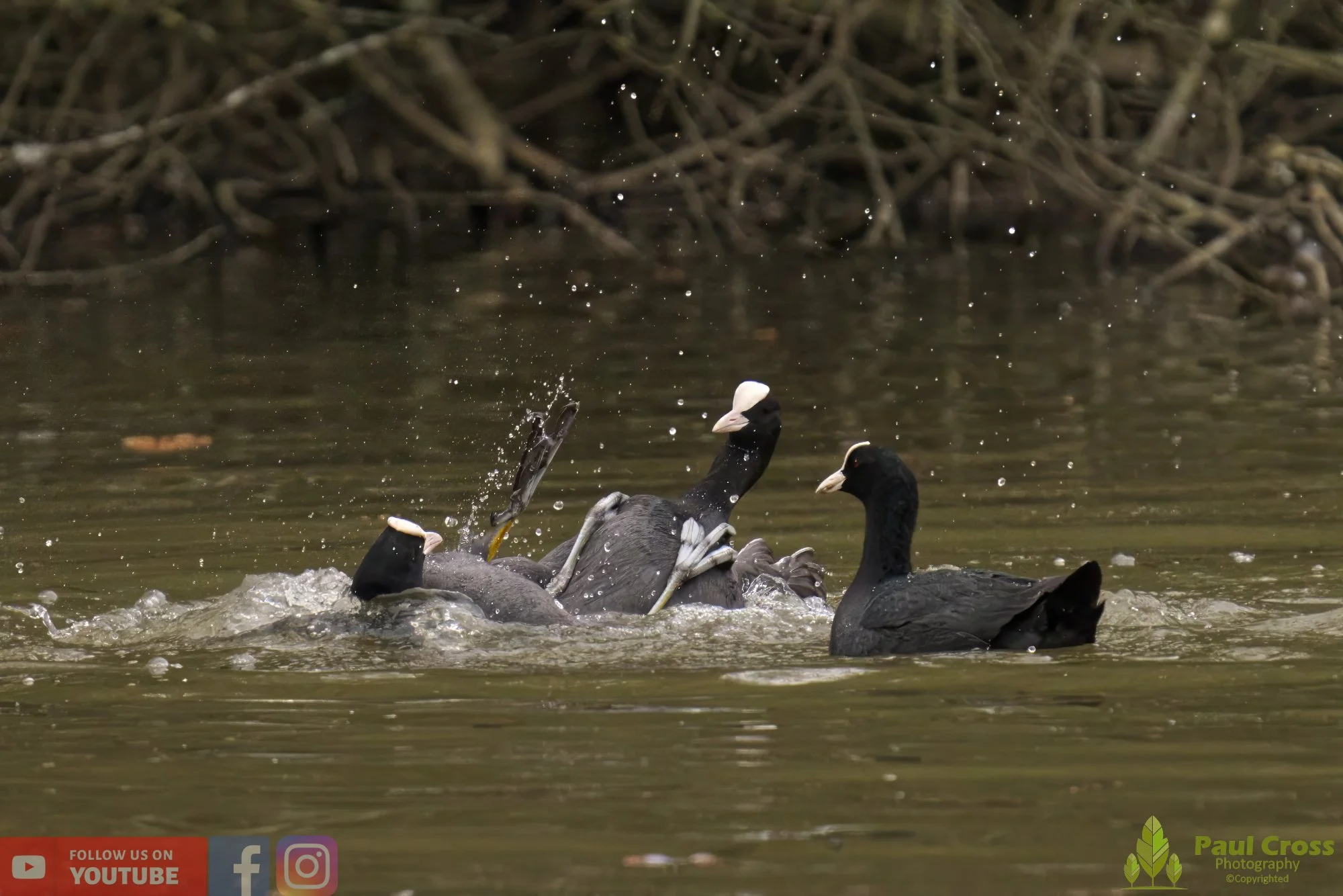 Coot-00368.jpg