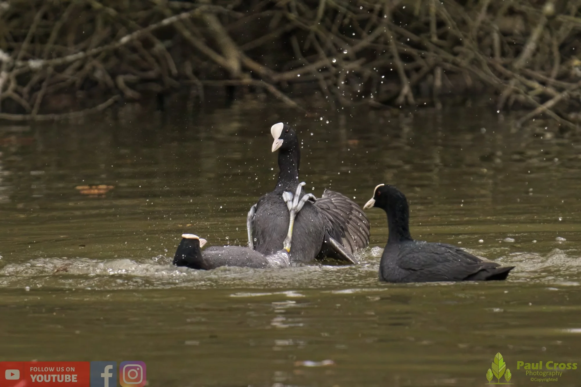 Coot-00369.jpg