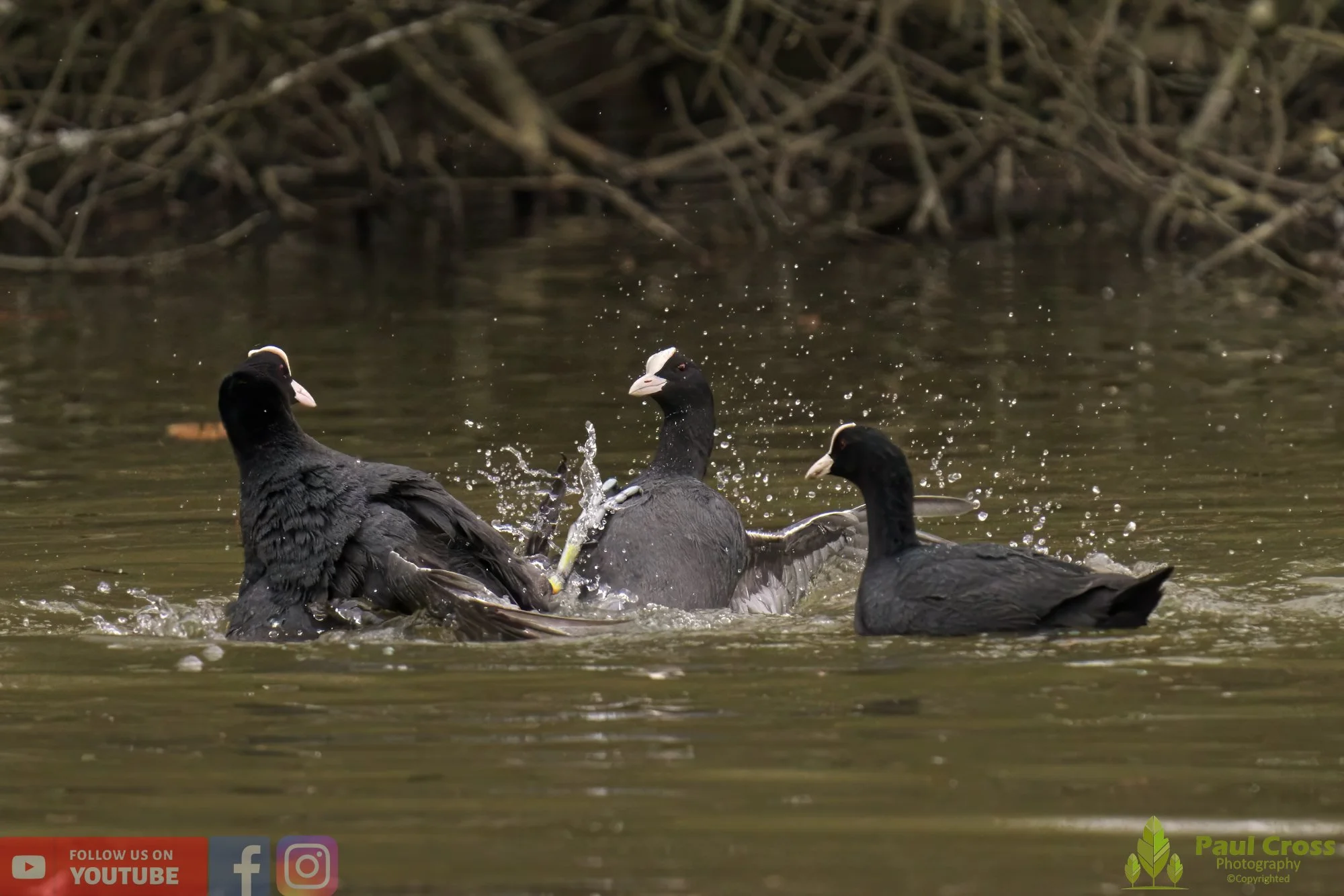 Coot-00371.jpg