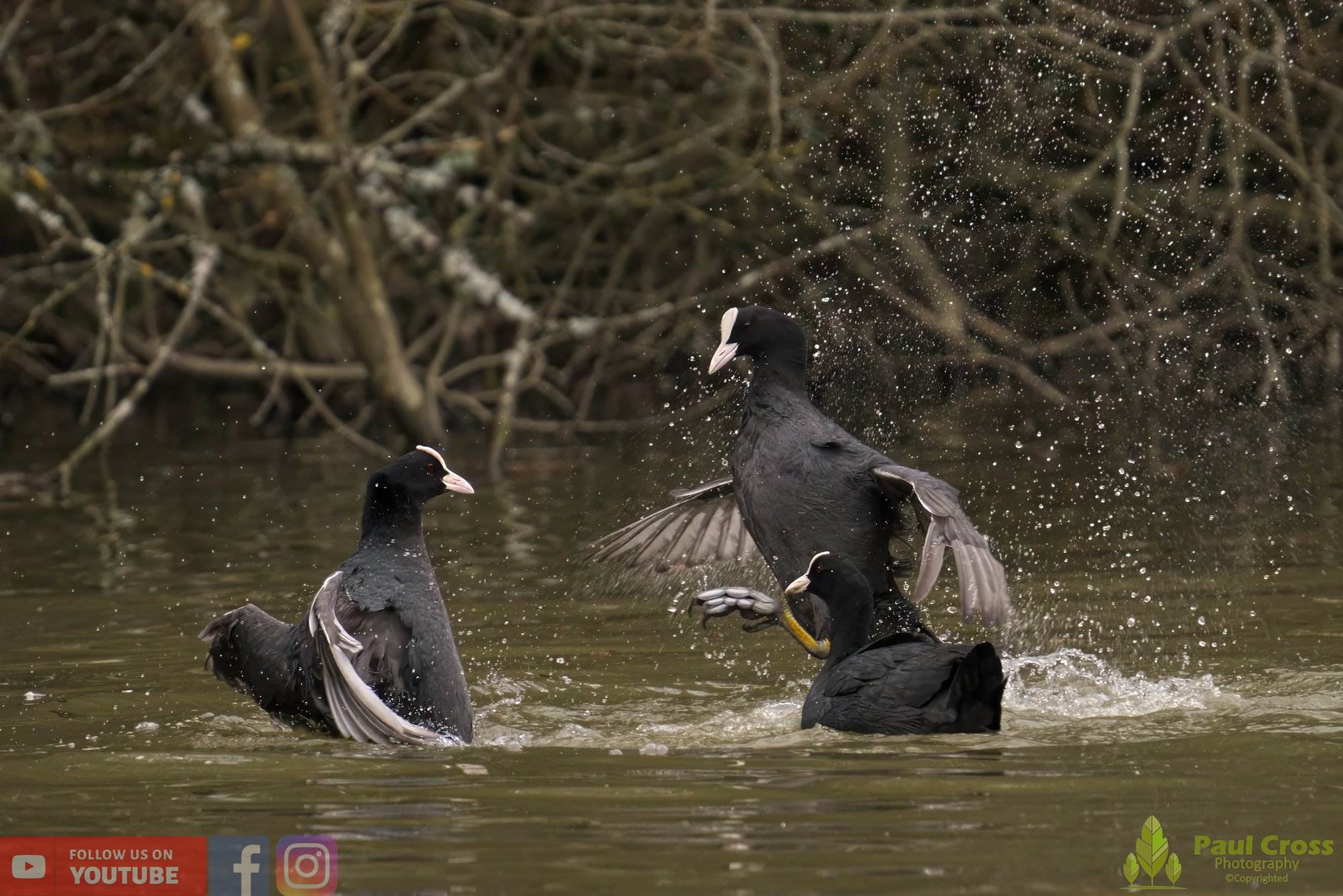 Coot-00372.jpg