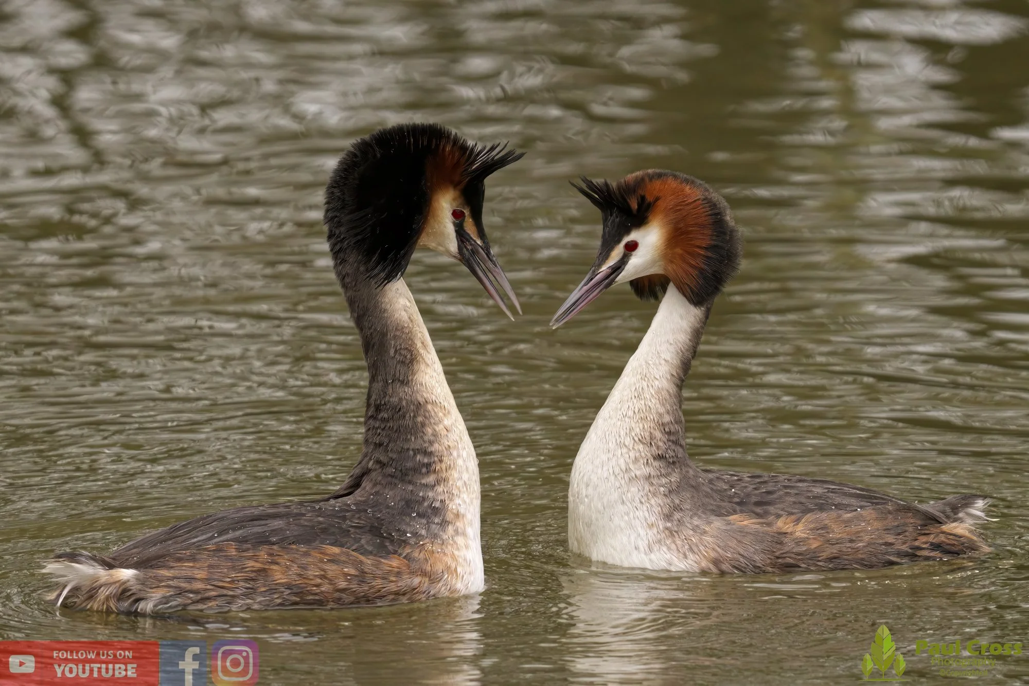Great Crested Grebe-00745.jpg