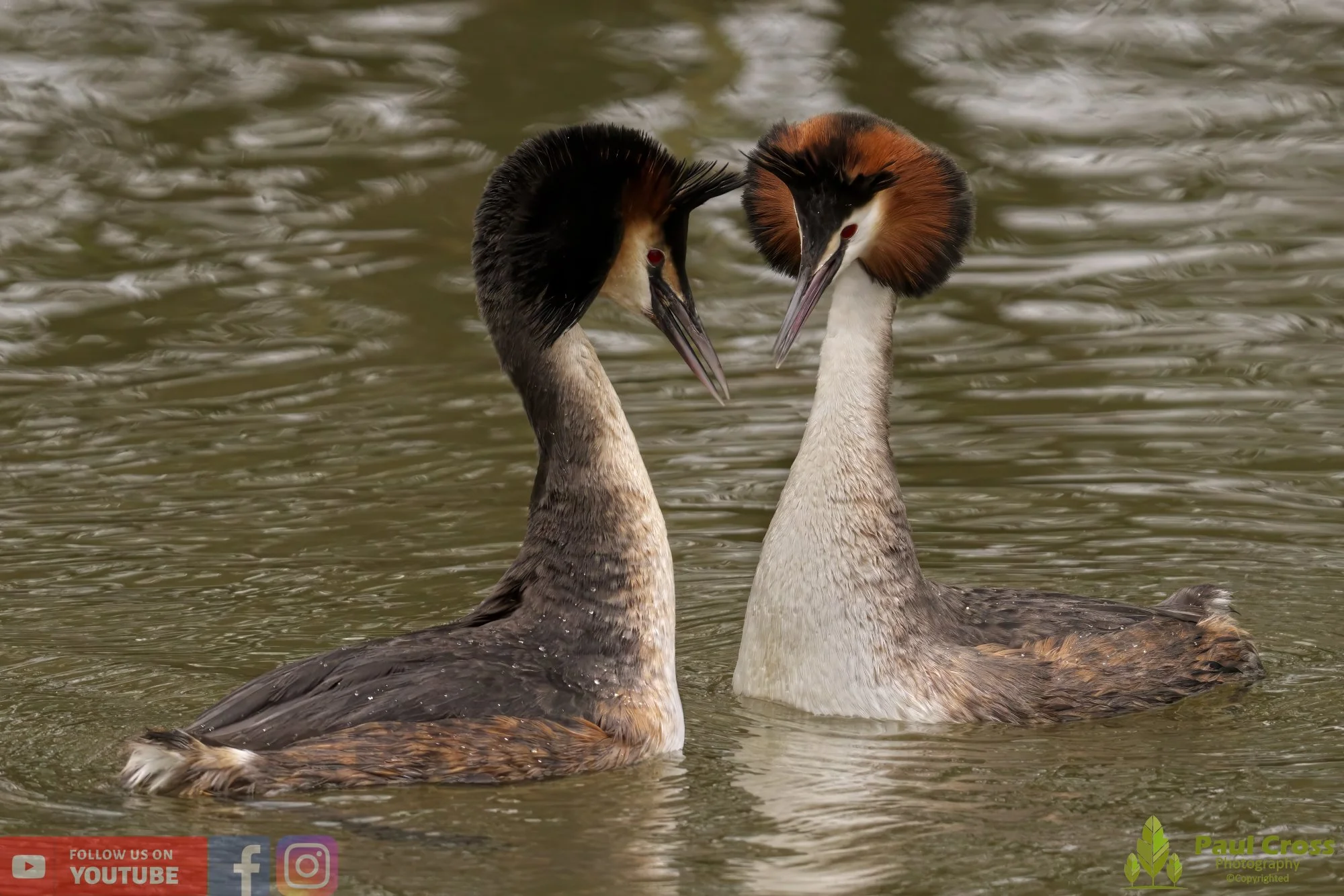 Great Crested Grebe-00744.jpg