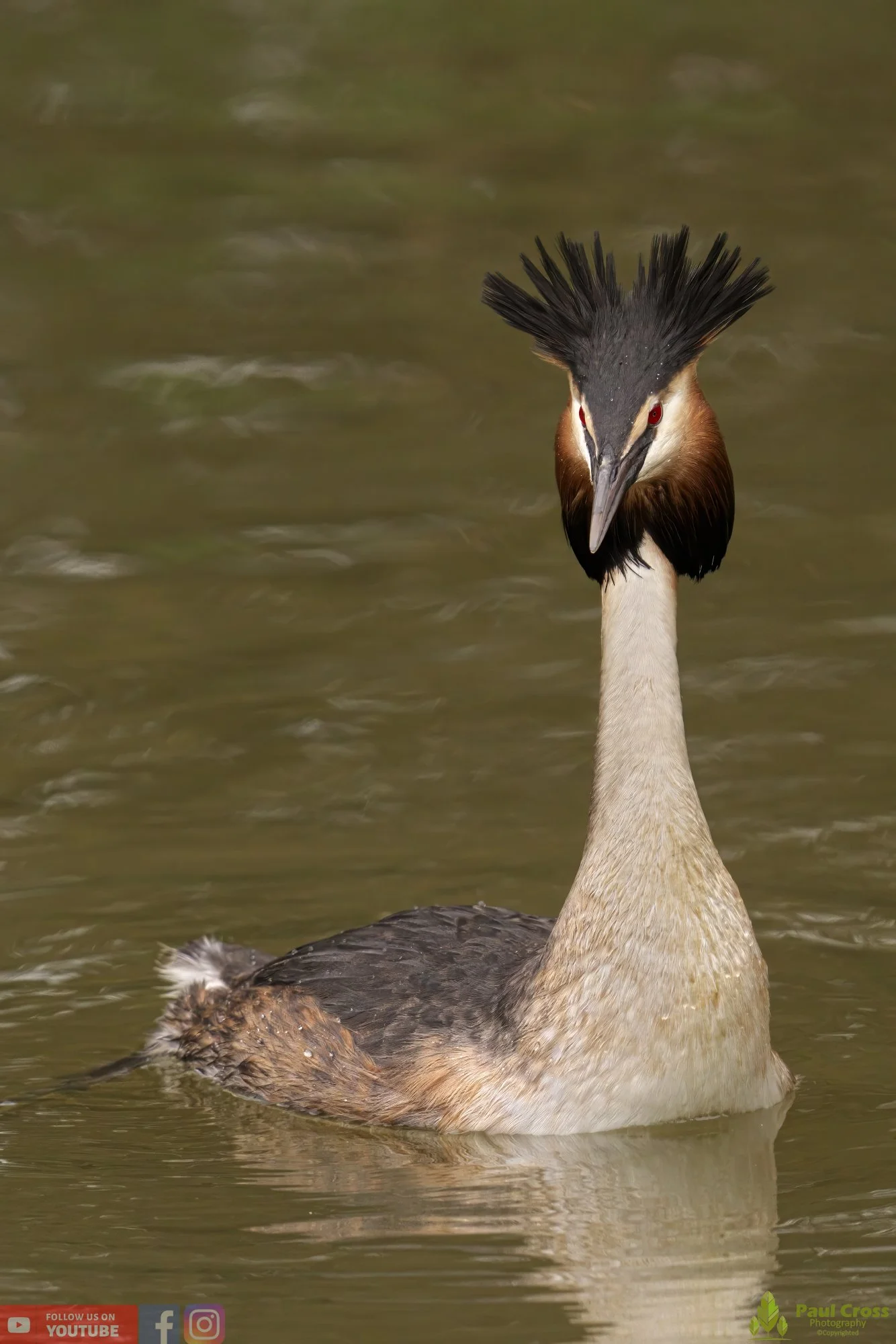Great Crested Grebe-00746.jpg