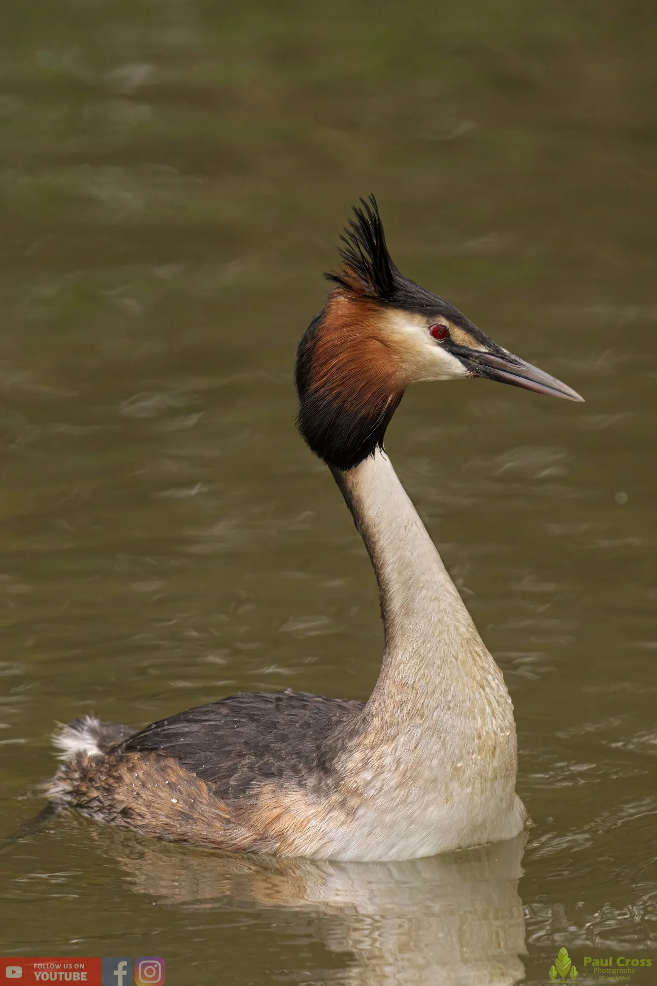 Great Crested Grebe-00747.jpg