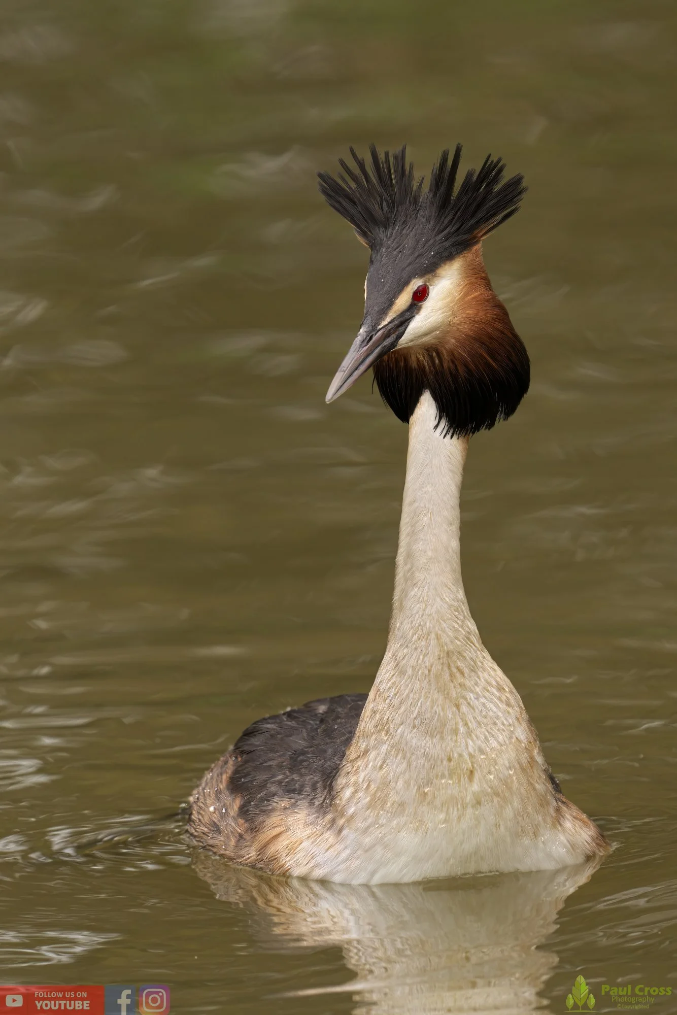 Great Crested Grebe-00748.jpg