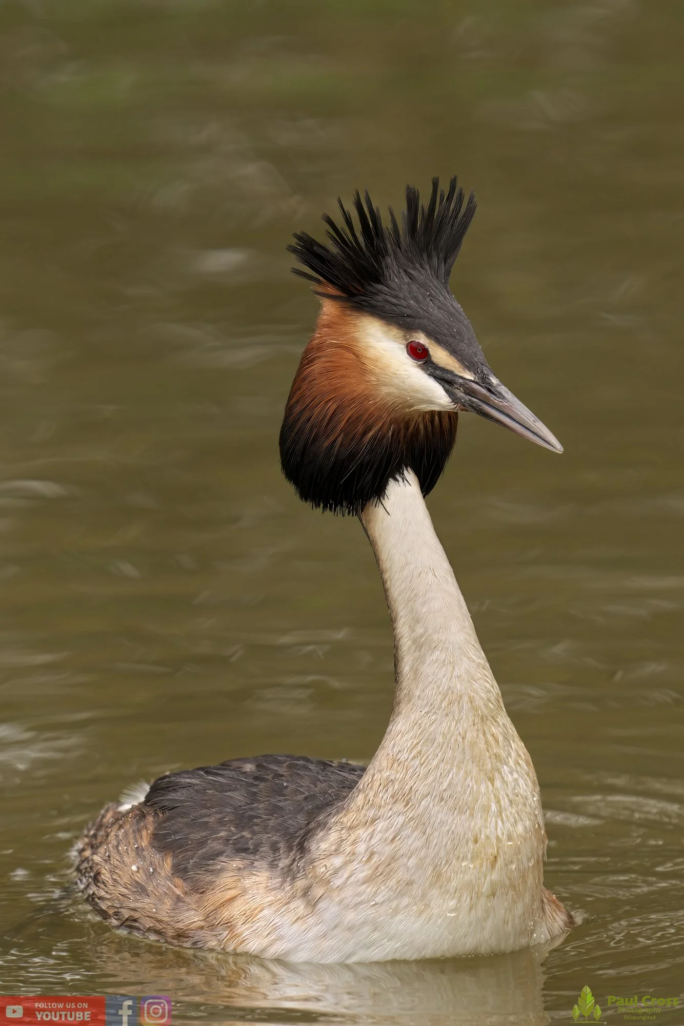 Great Crested Grebe-00749.jpg