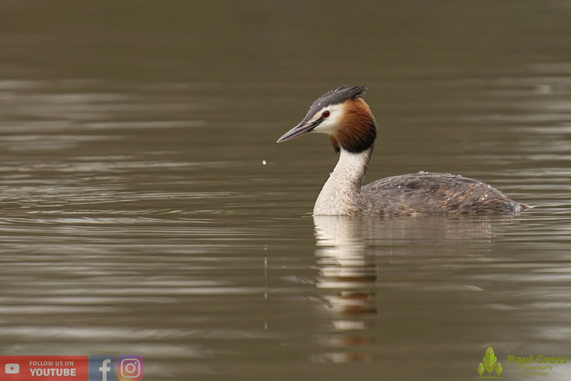 Great Crested Grebe-00750.jpg