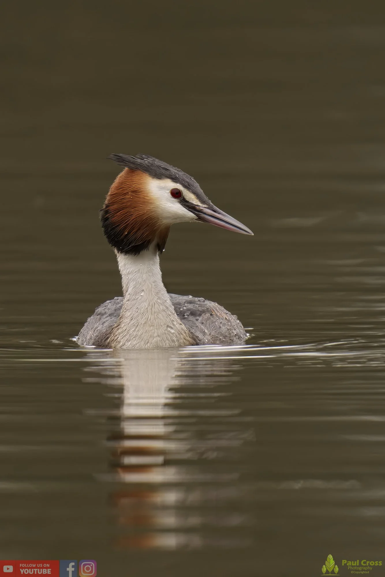 Great Crested Grebe-00751.jpg