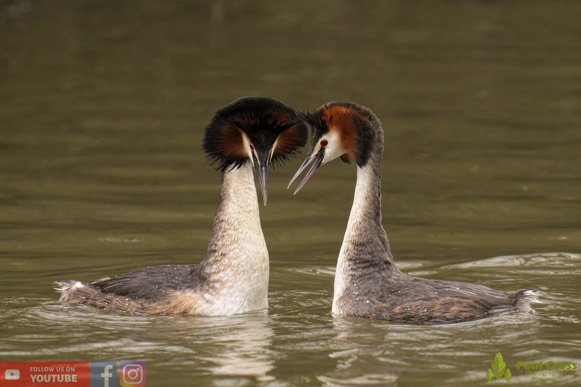 Great Crested Grebe-00752.jpg
