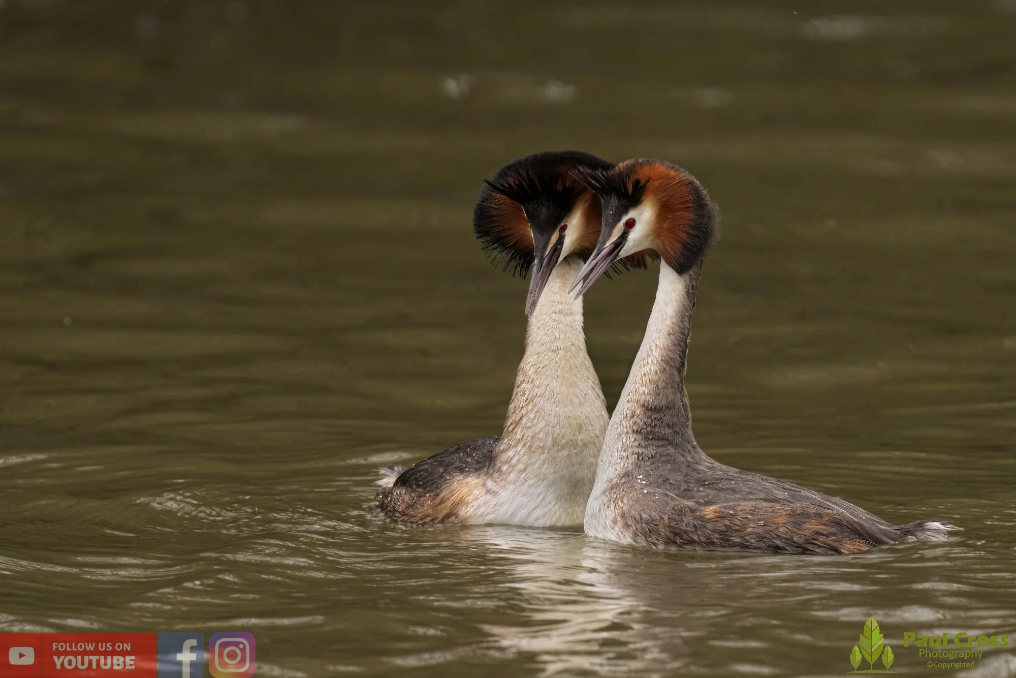 Great Crested Grebe-00754.jpg